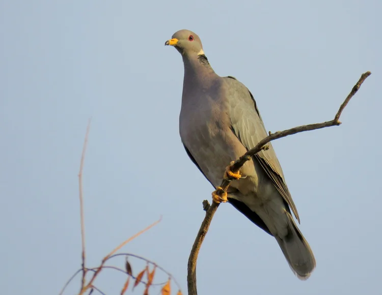 Latrobe Road (Deer Creek Hills) — Sacramento Audubon Society