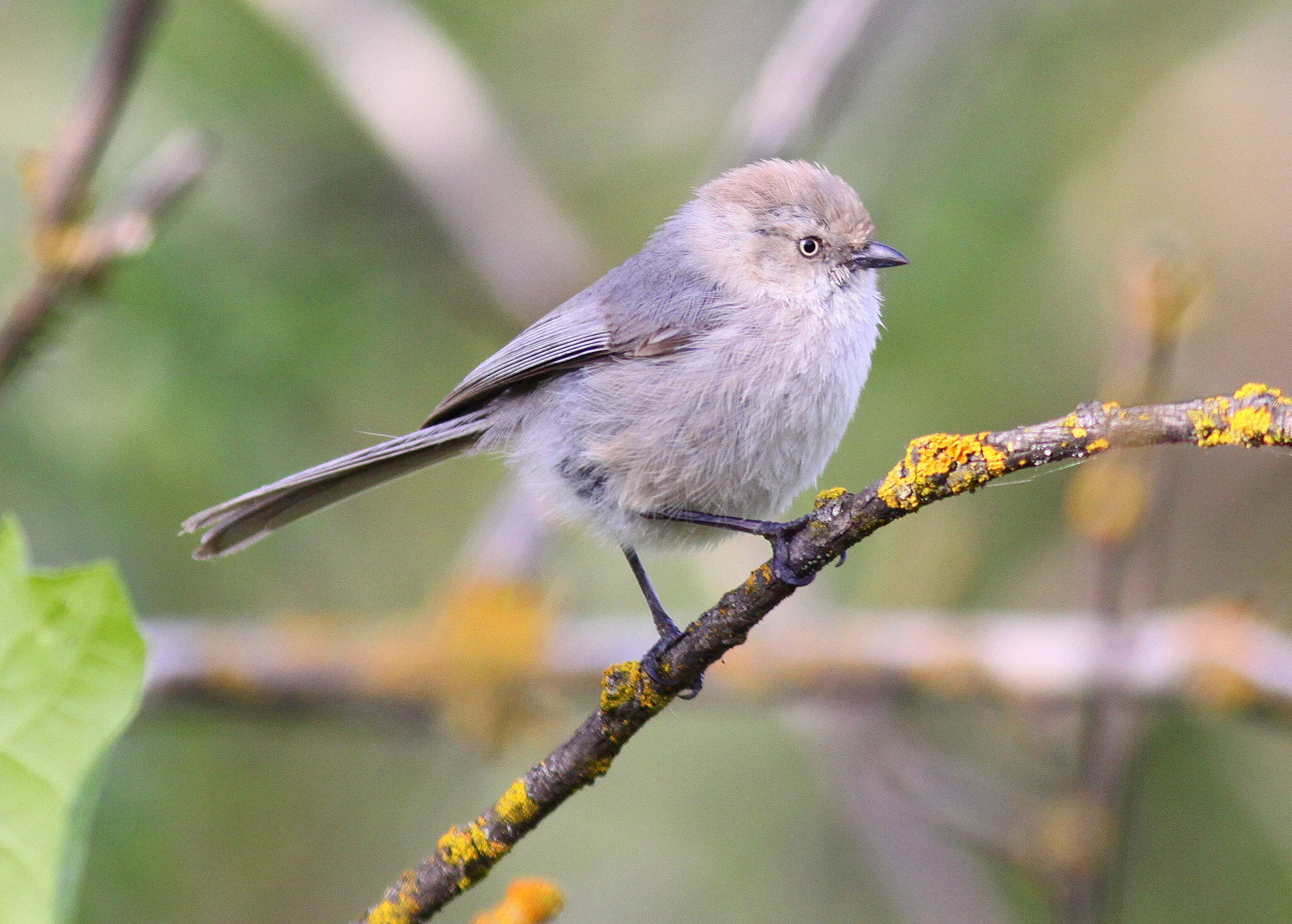 Meet the Bushtit — Sacramento Audubon Society