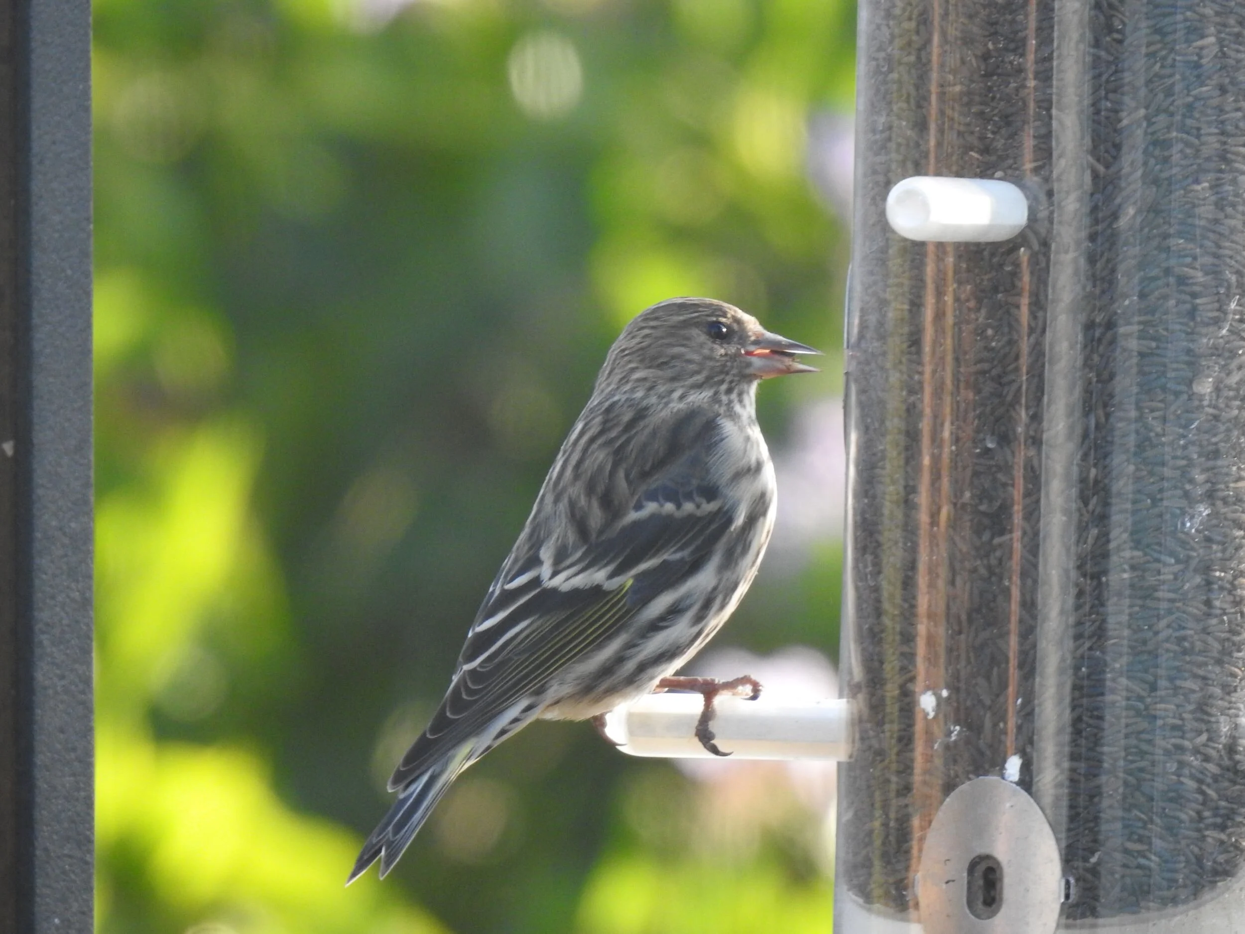 Salmonella among Pine Siskins