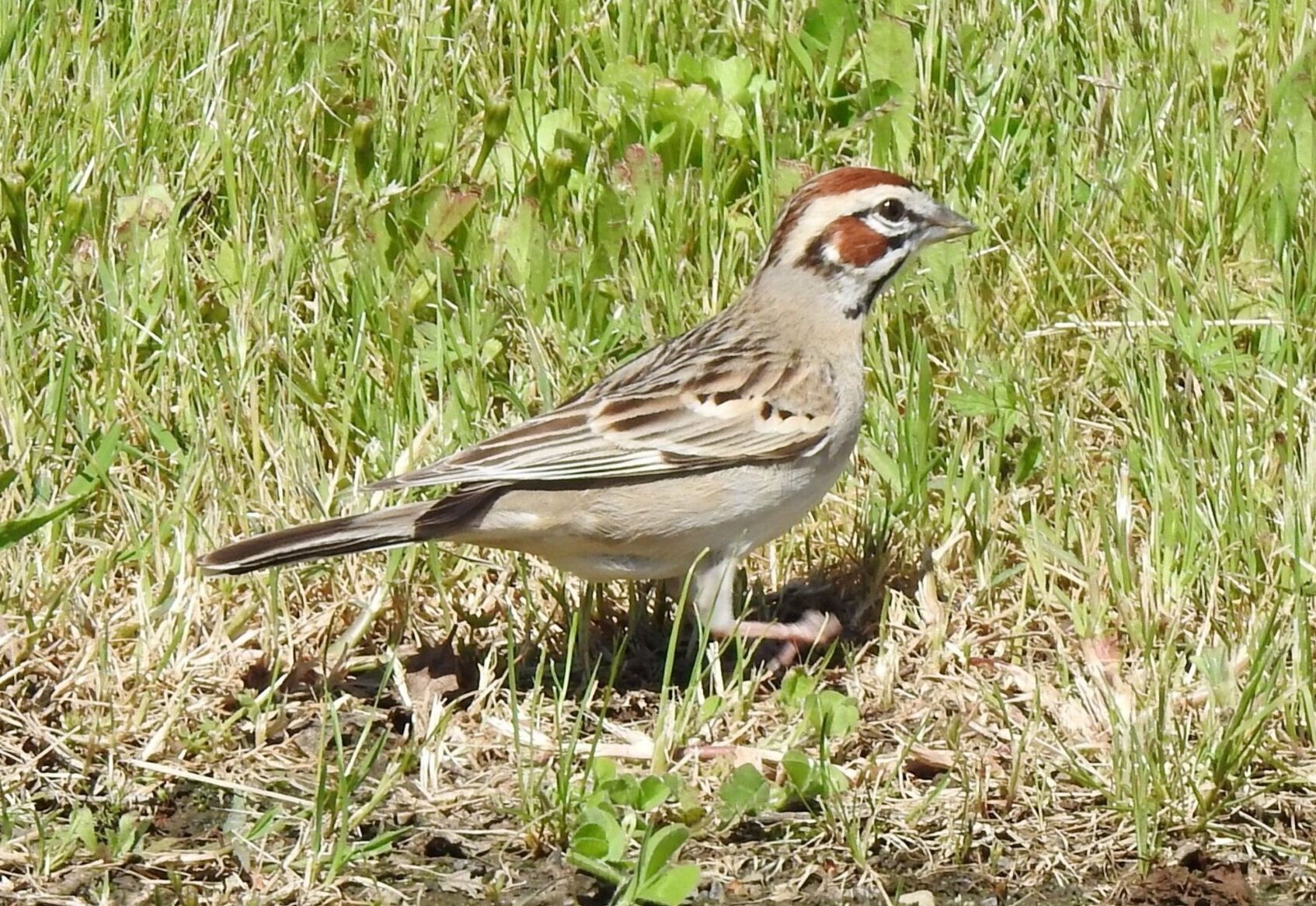  Lark Sparrow  Image by Mary Forrestal  