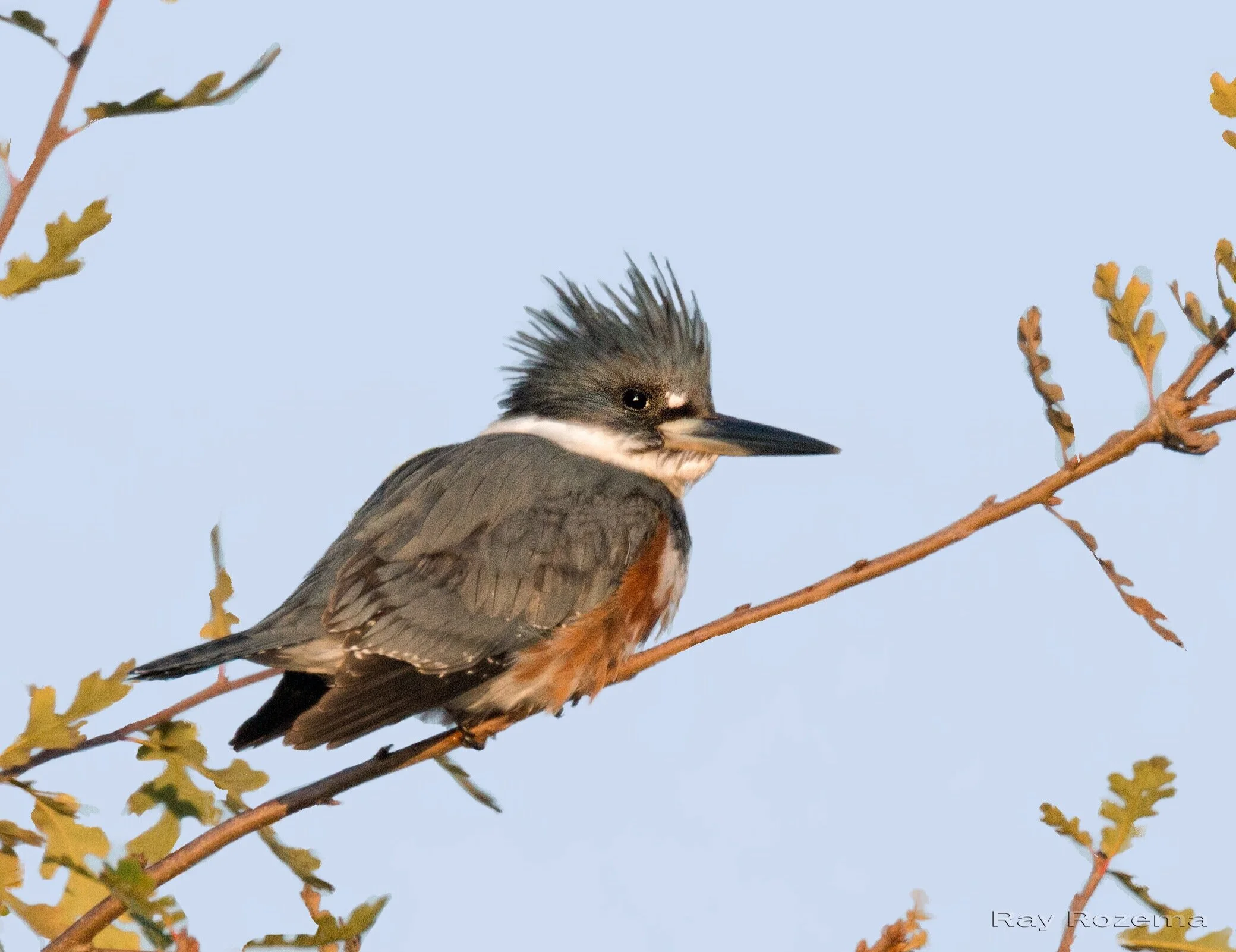 Female Belted Kingfisher, Image by Ray Rozema
