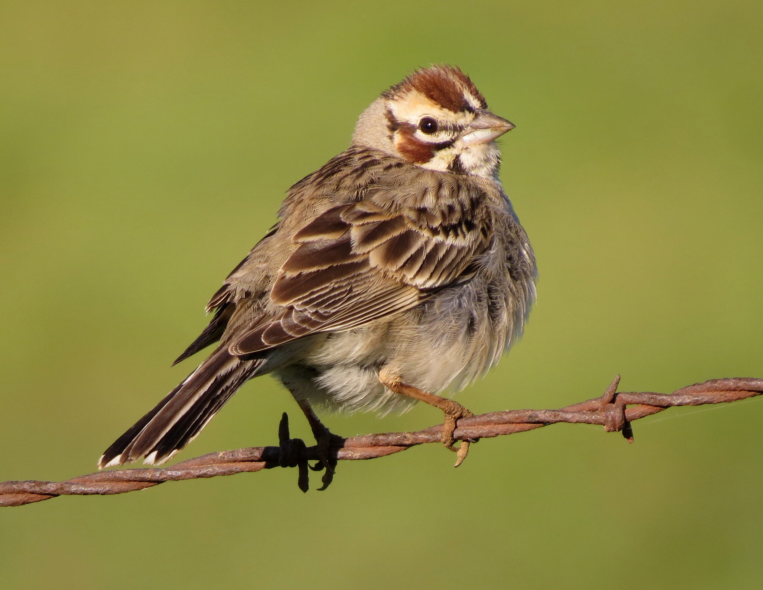  Lark Sparrow  Image by Chris Conard  