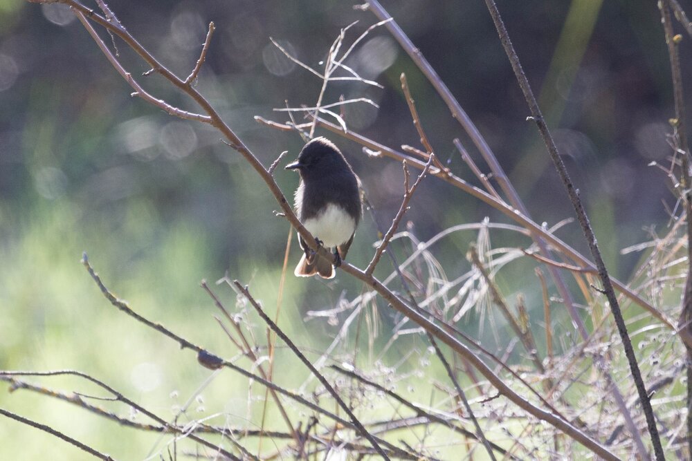 Meet The Black Phoebe — Sacramento Audubon Society