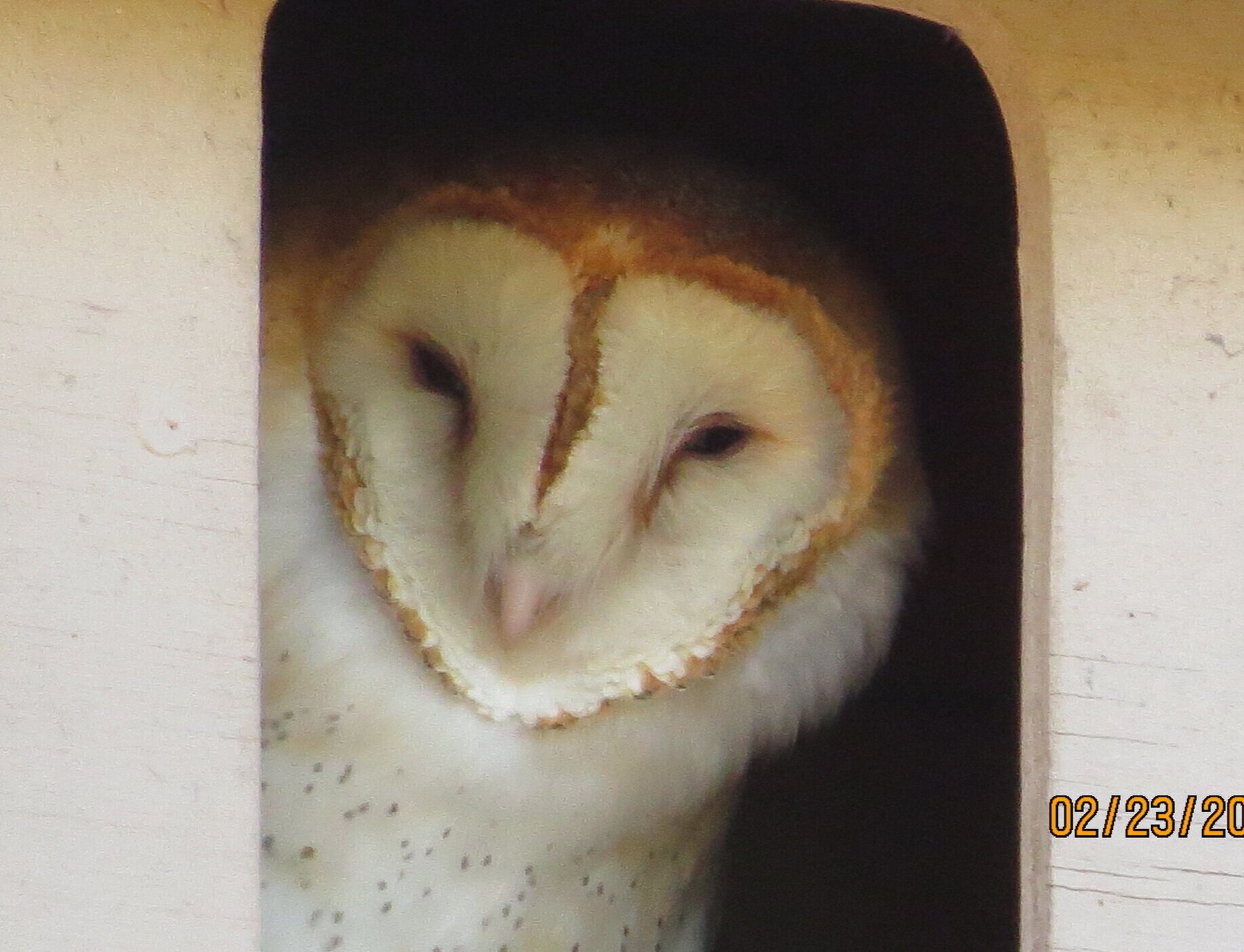 Barn Owl in Nest Box