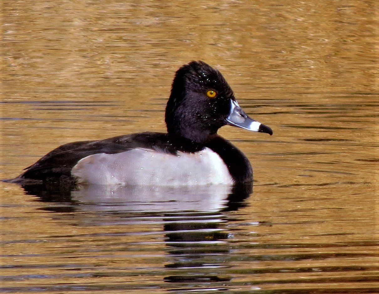 Ring-necked Duck, Male