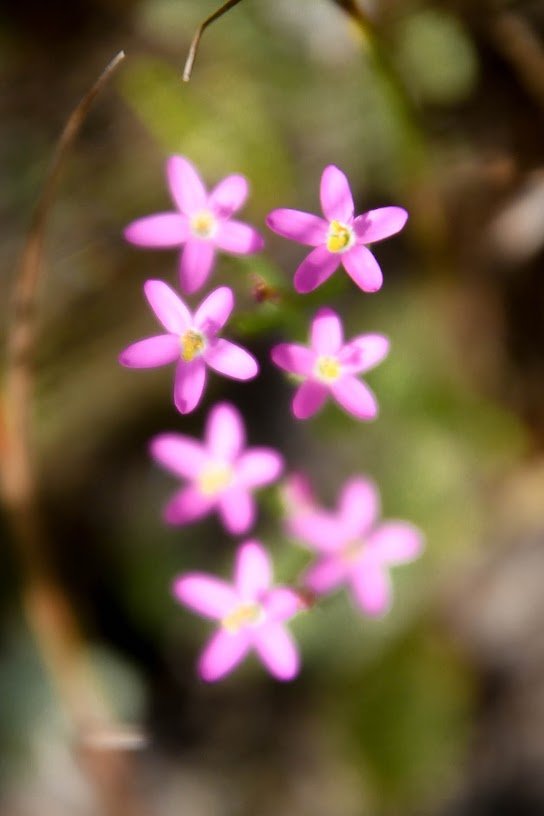 Slender Centaury