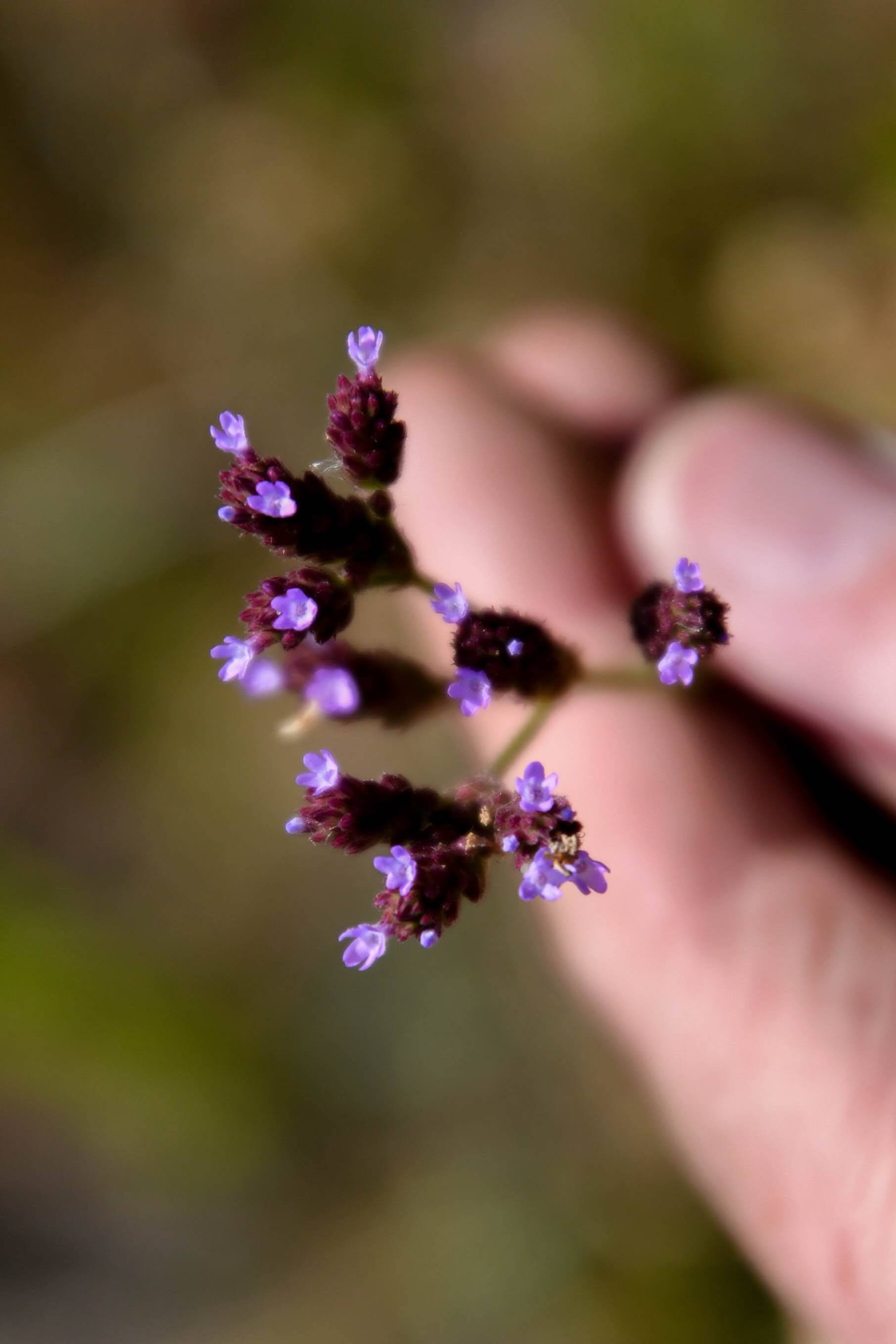 Brazilian Vervain