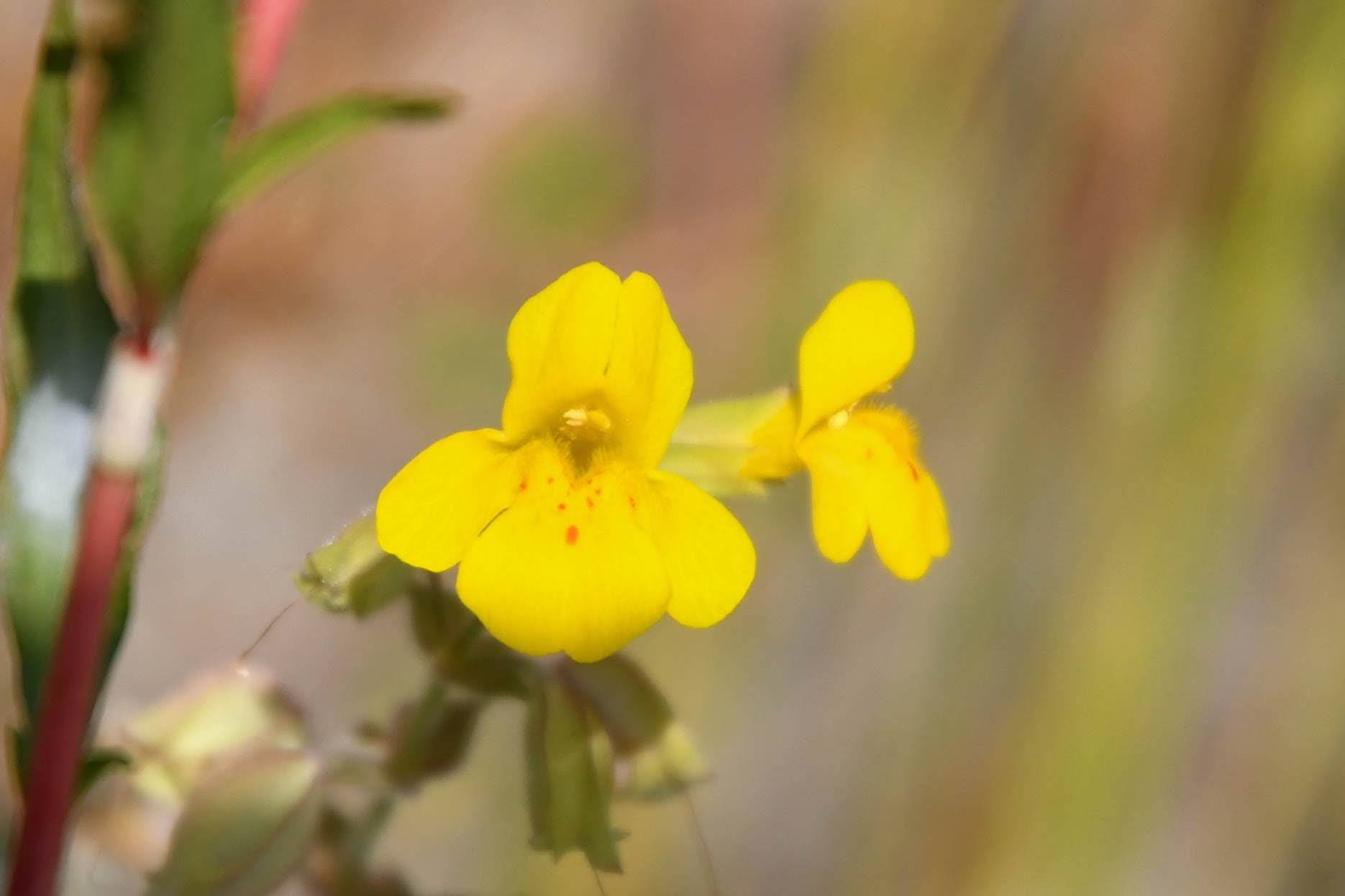 Seep Monkeyflower