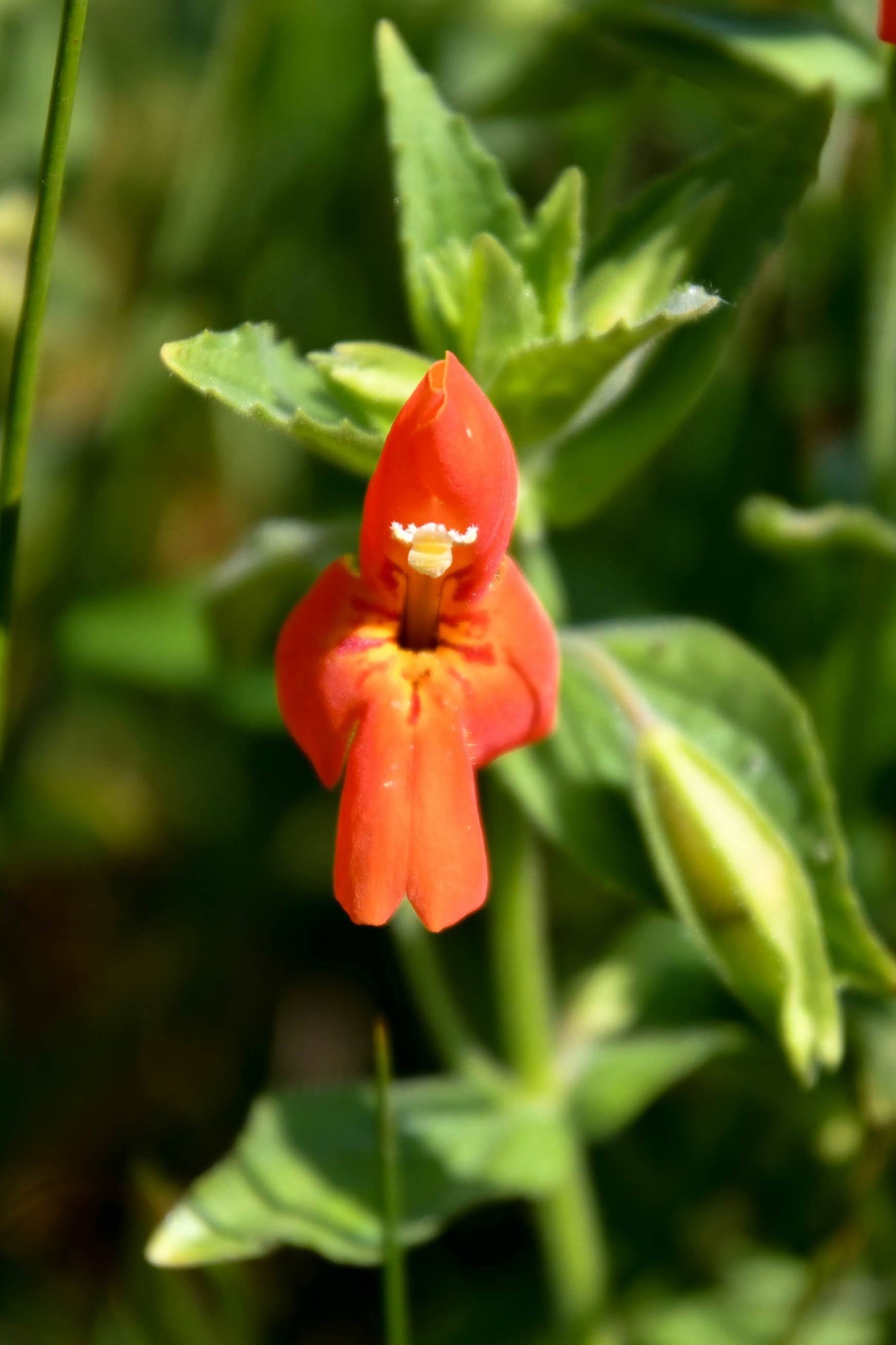 Scarlet Monkeyflower 