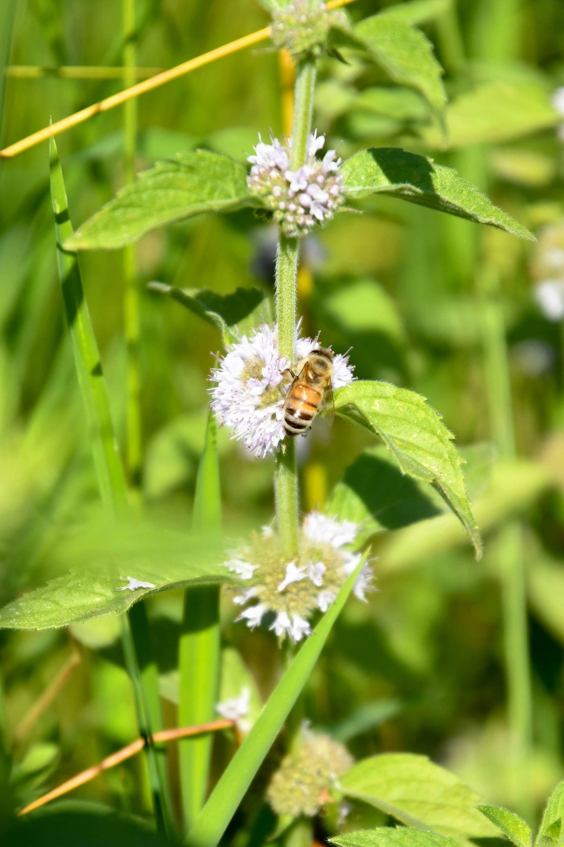 Wild Mint, Pennyroyal