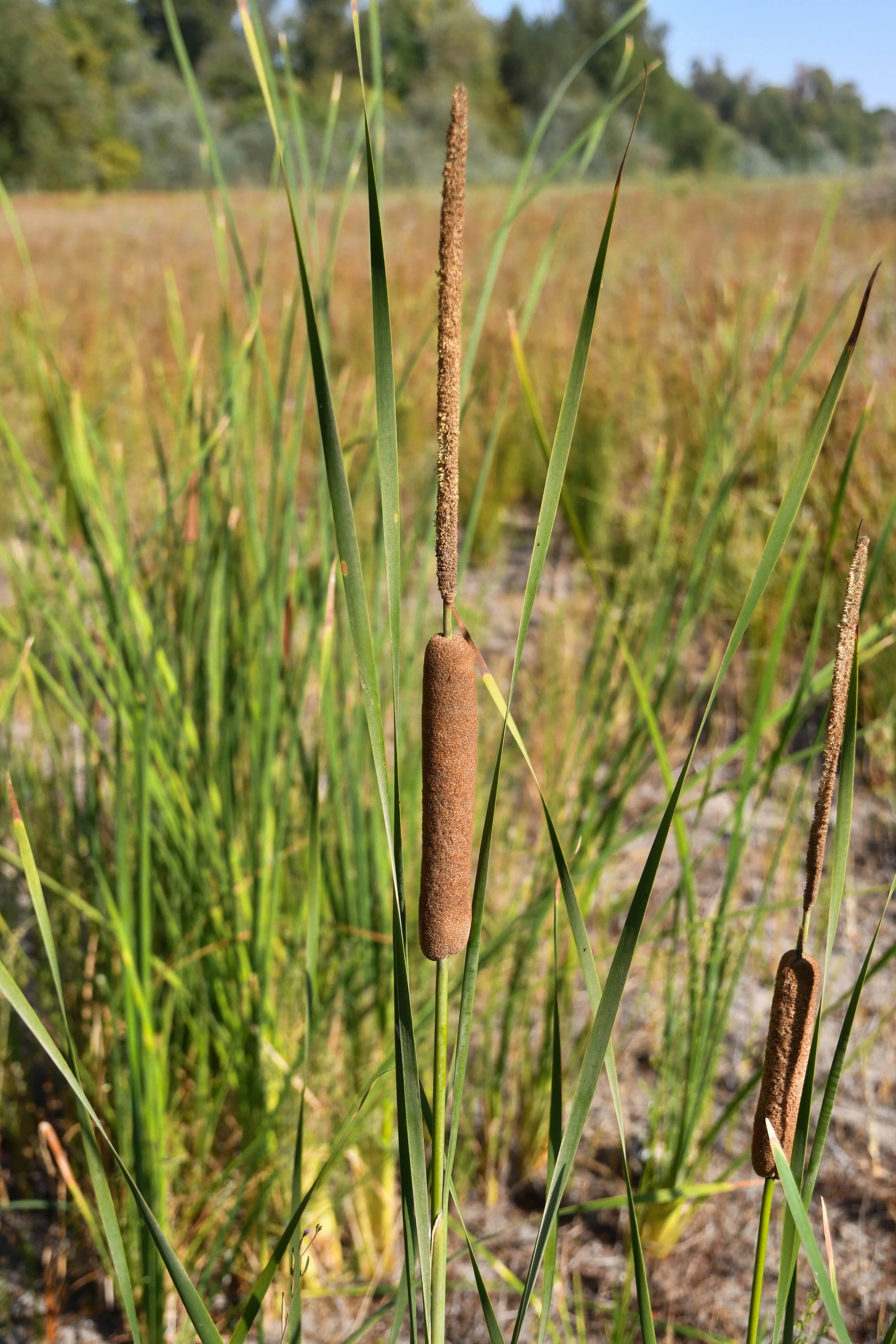 Cattail