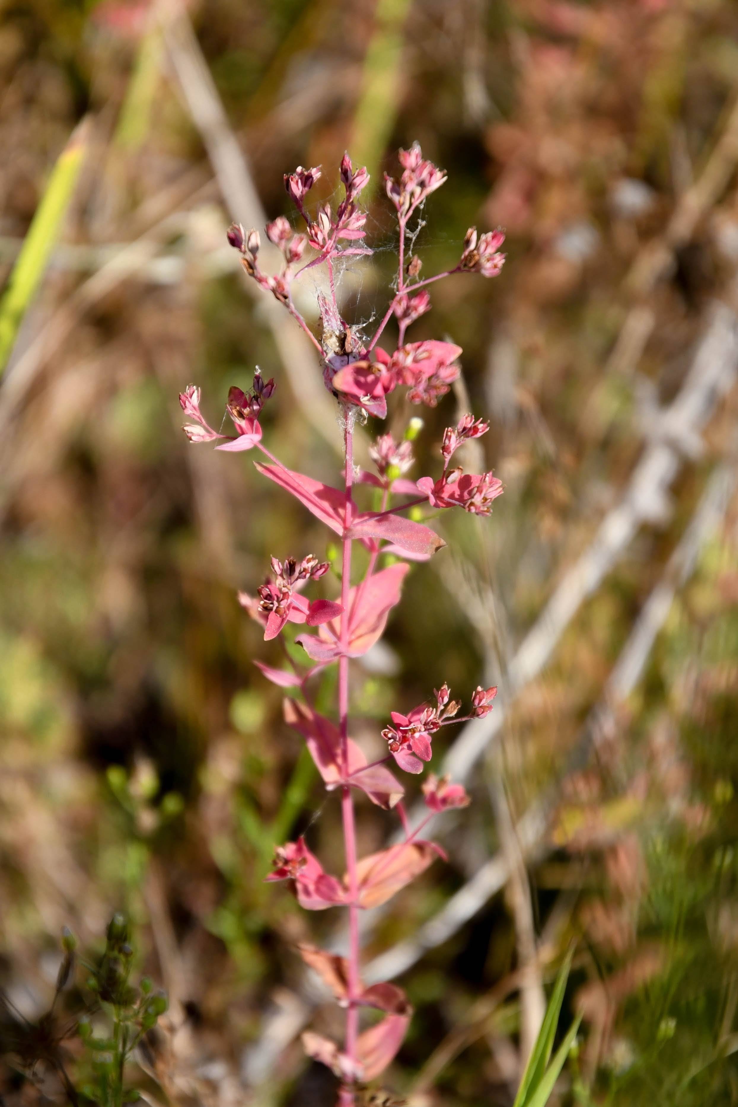 Scouler’s St. John’s Wort