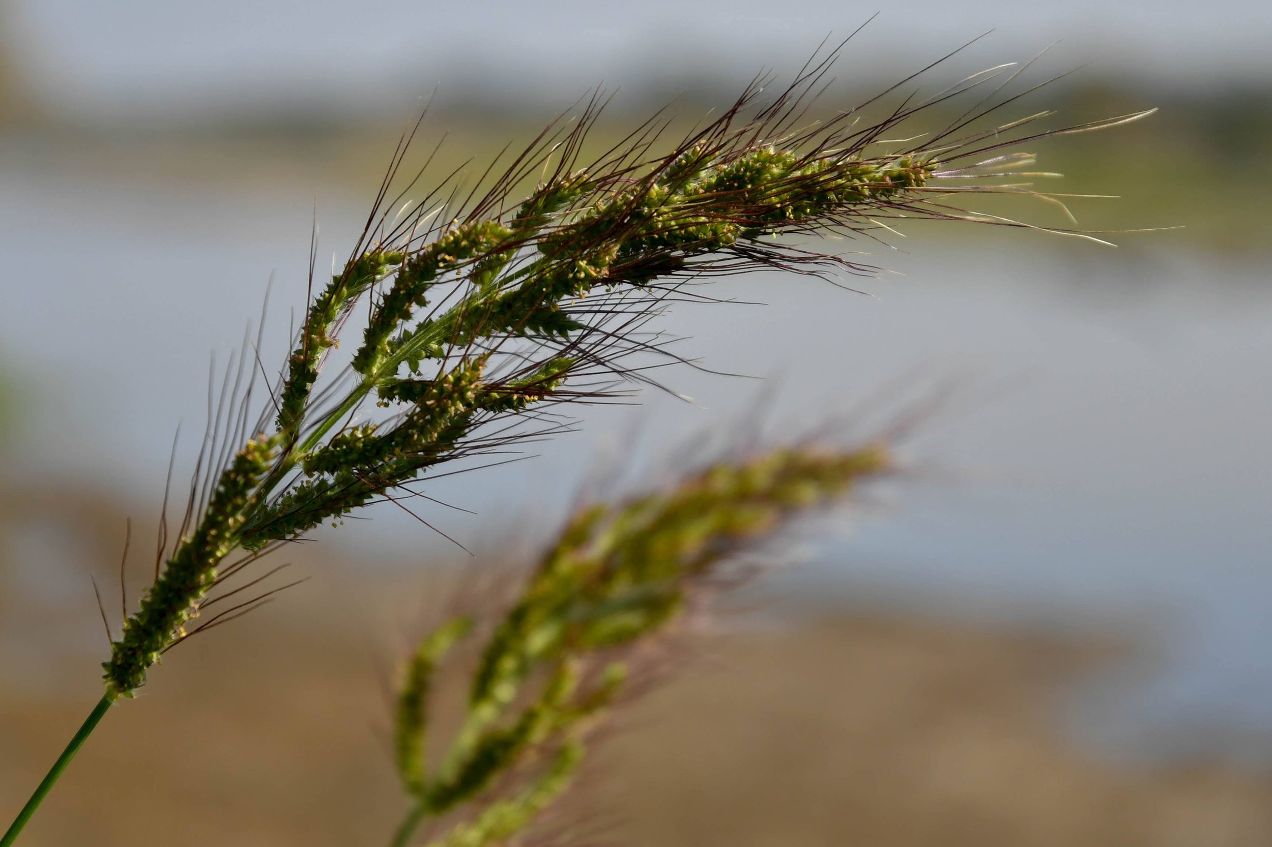 Barnyard Grass