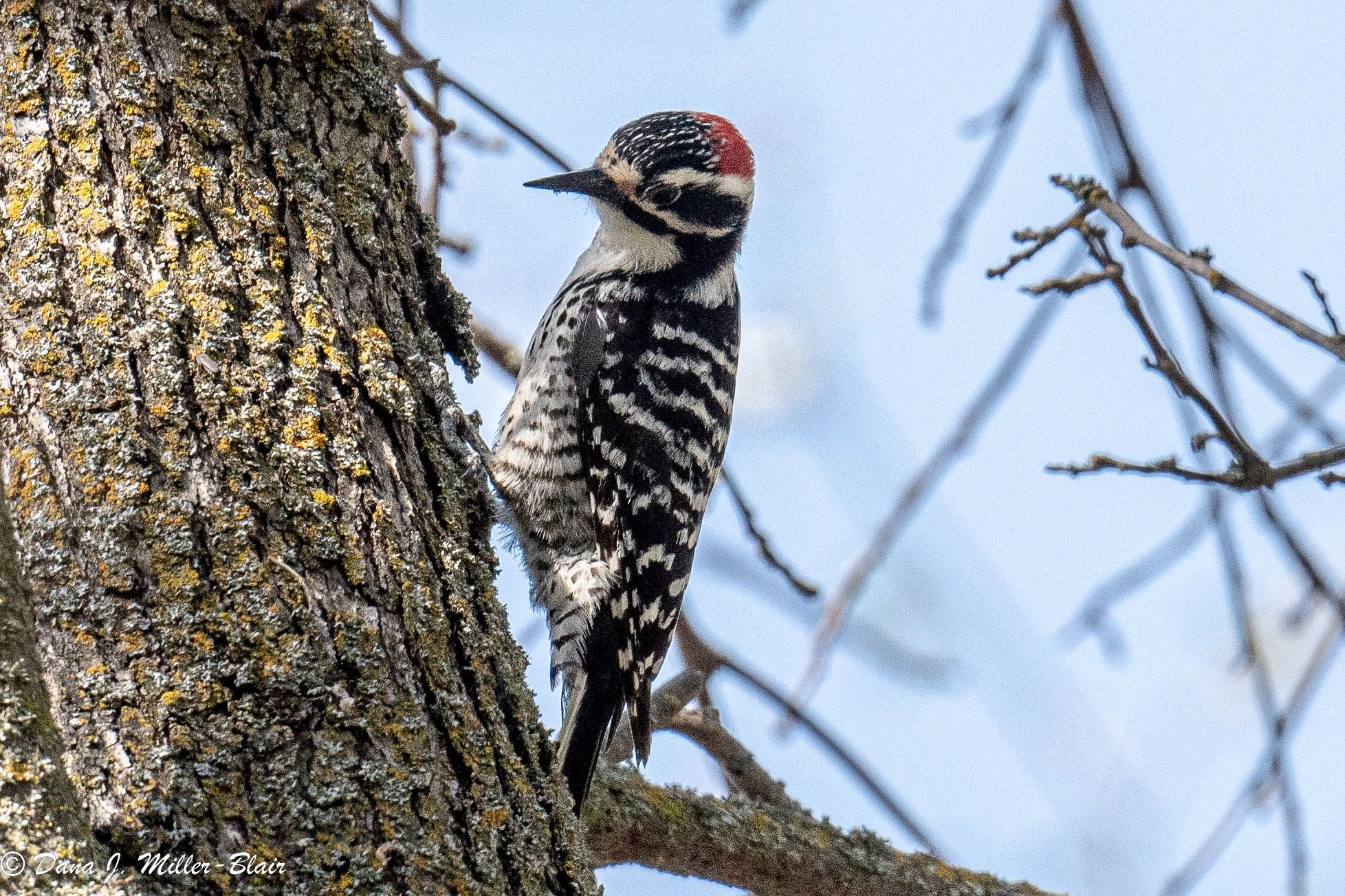Nuttall's Woodpecker, Male 
