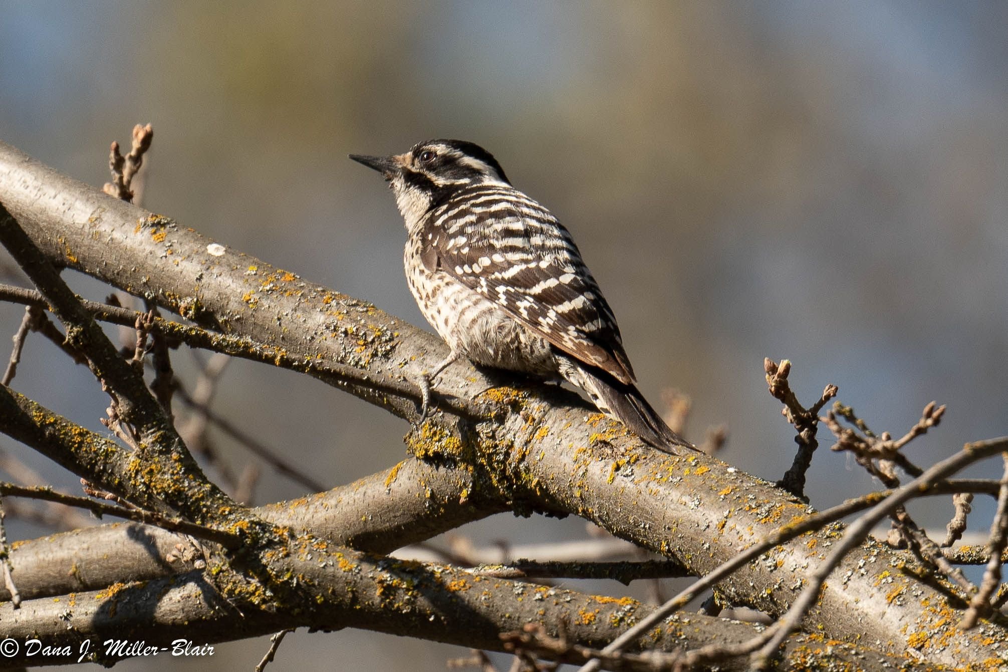 Nuttall's Woodpecker, Female