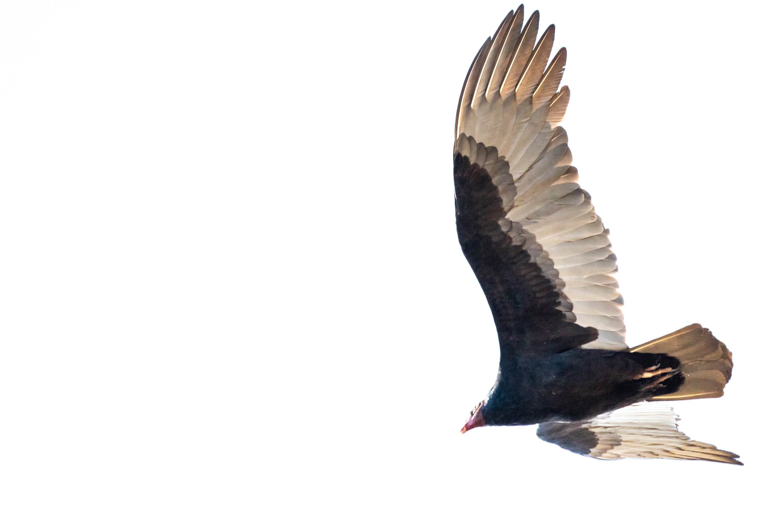 Meet the Turkey Vulture — Sacramento Audubon Society