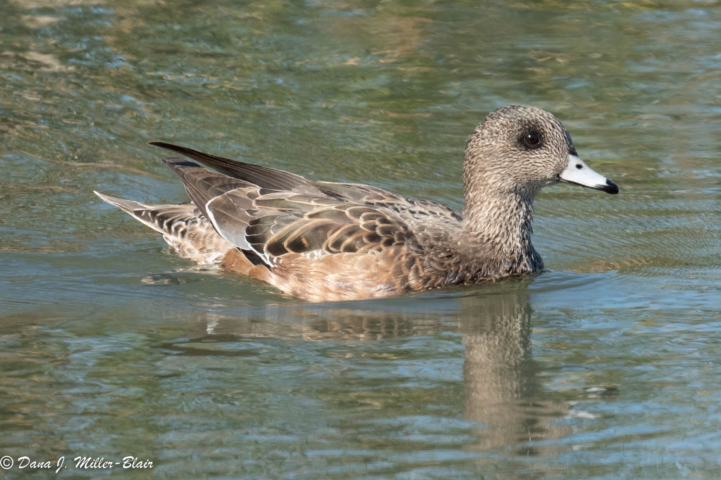 American Wigeon, Female