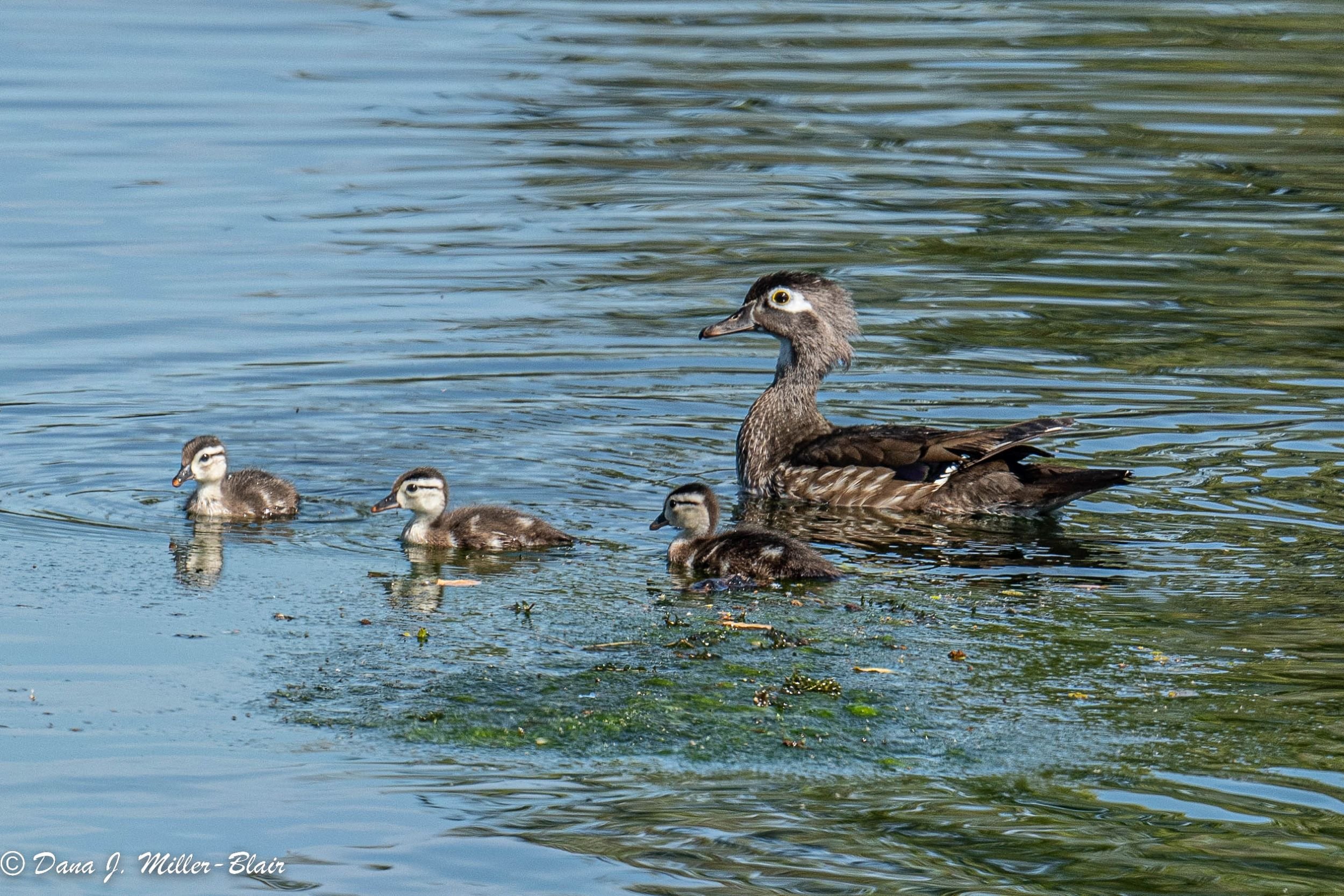 Wood Duck, Female and chicks