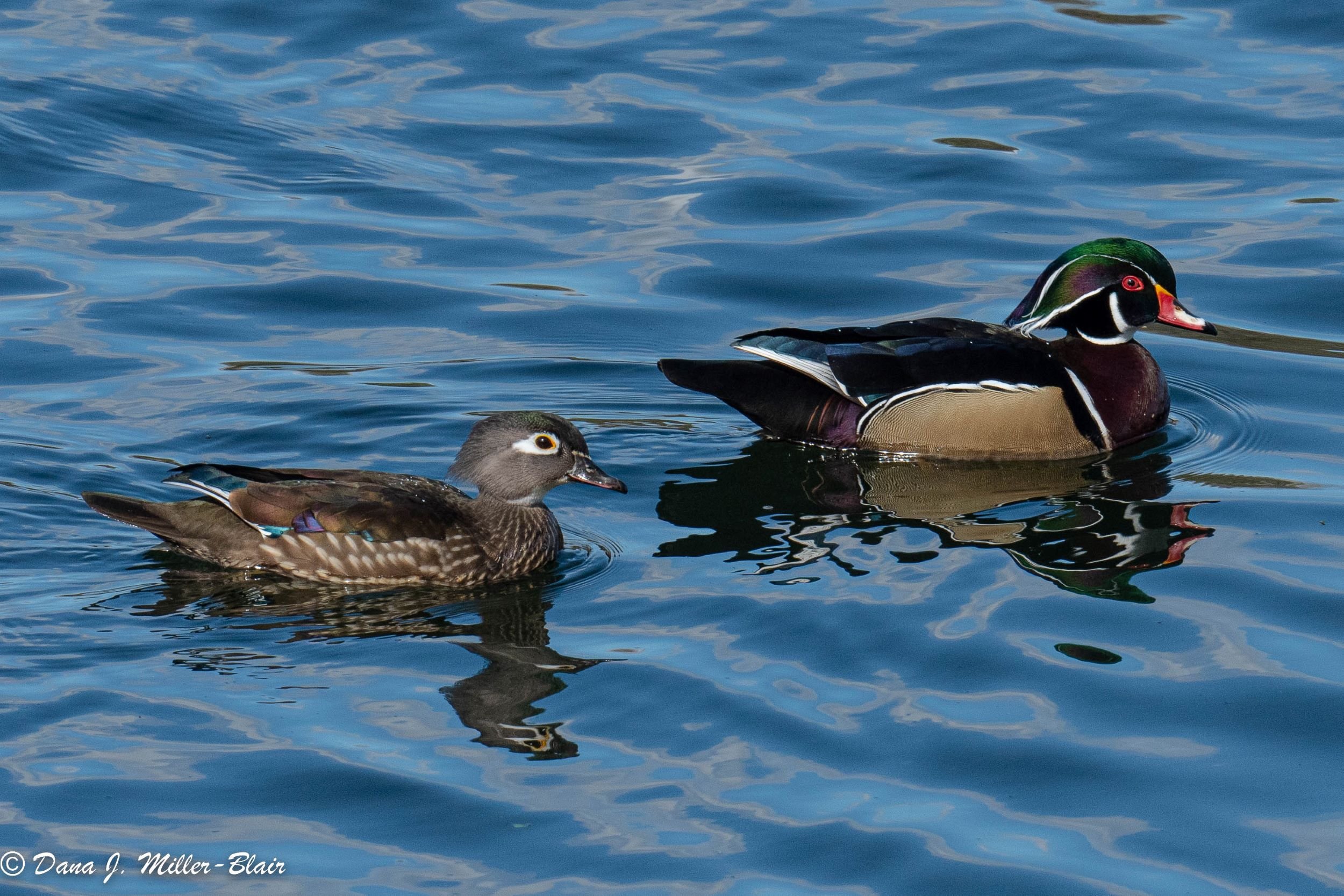 Wood Duck, Female and Male