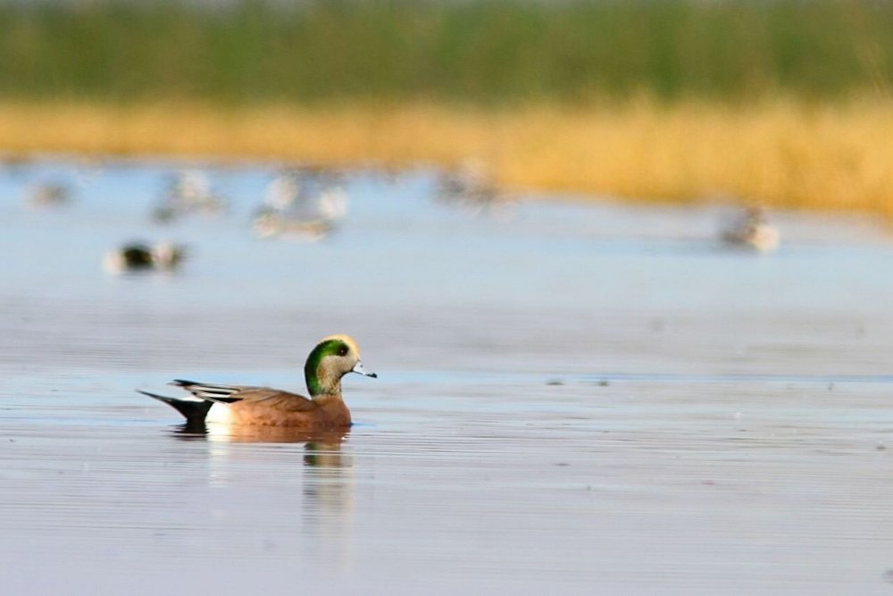 Swans, Geese and Ducks — Sacramento Audubon Society