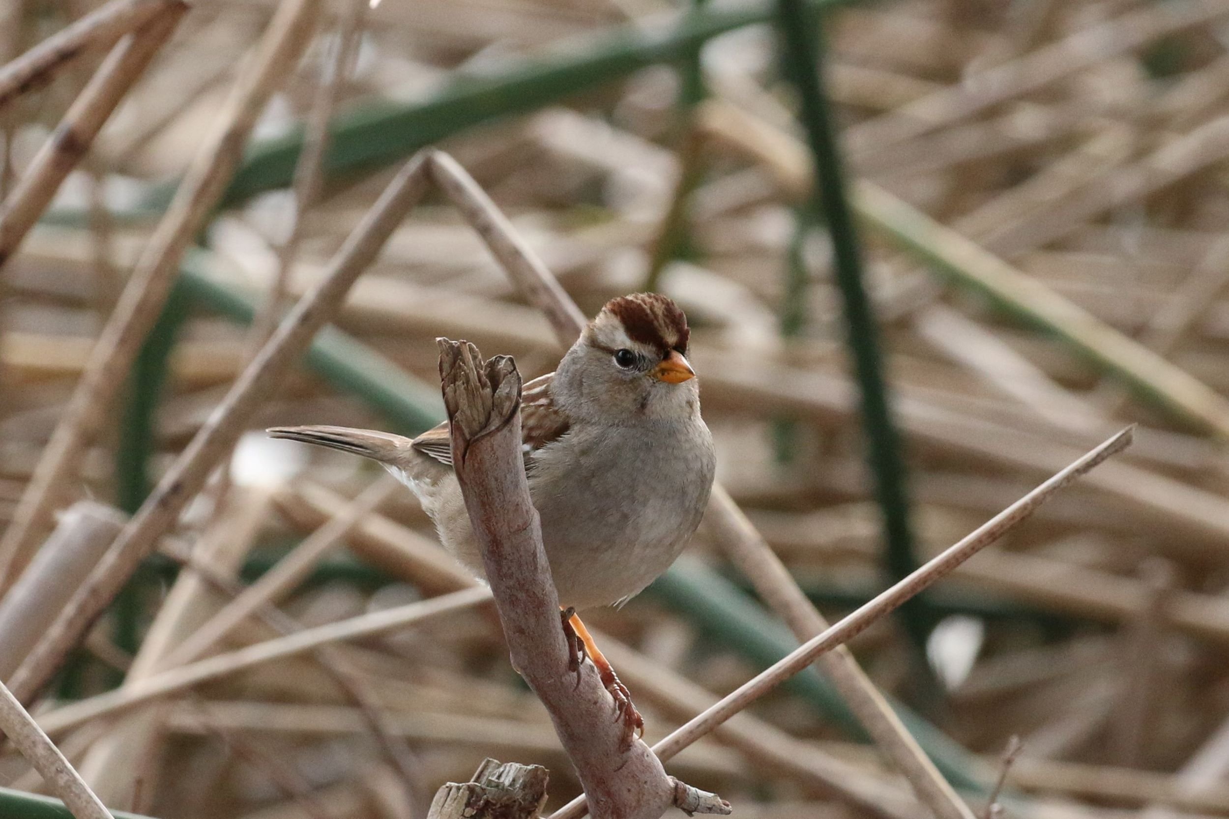 White-crowned Sparrow, Immature