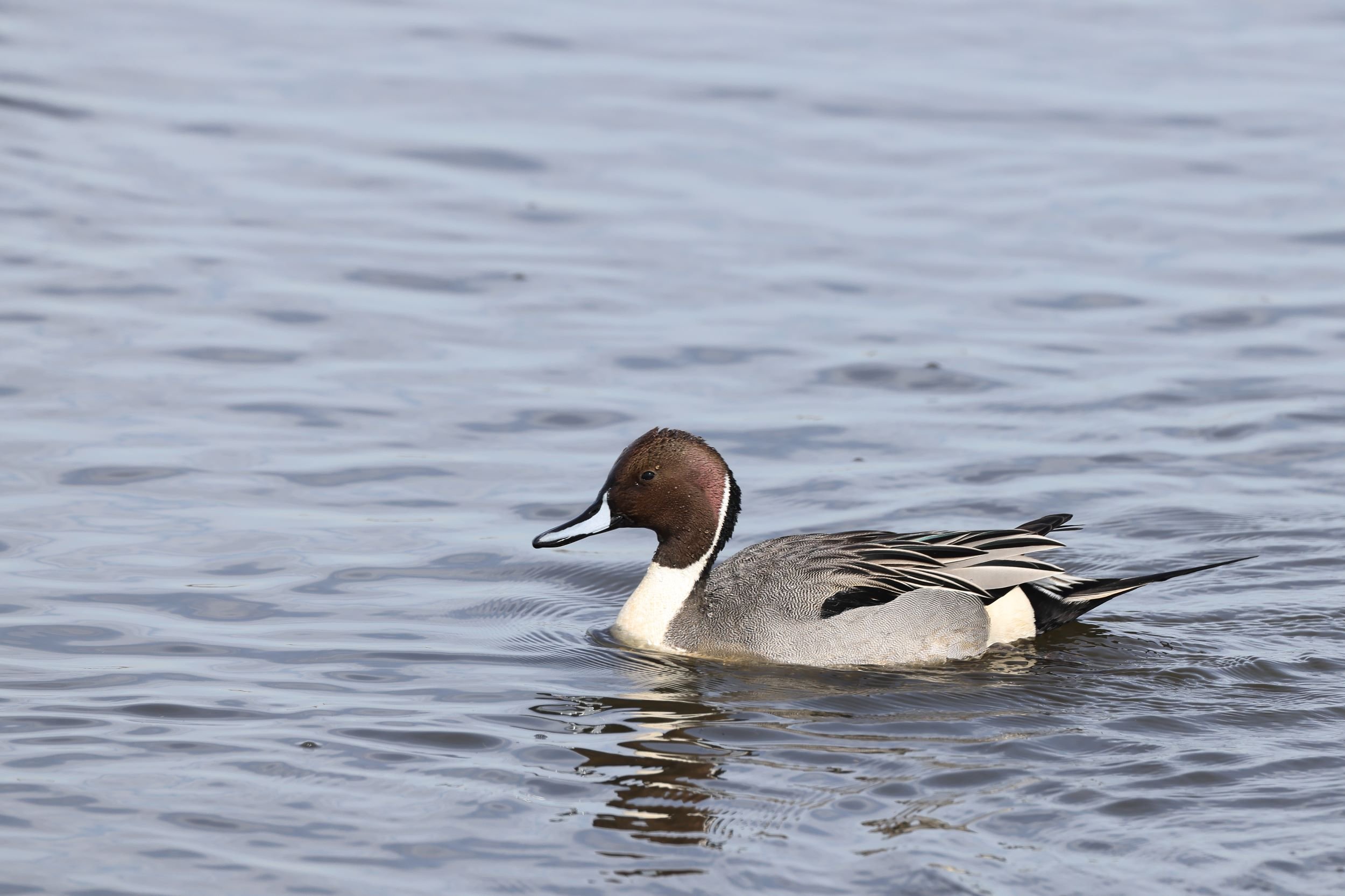 Northern Pintail