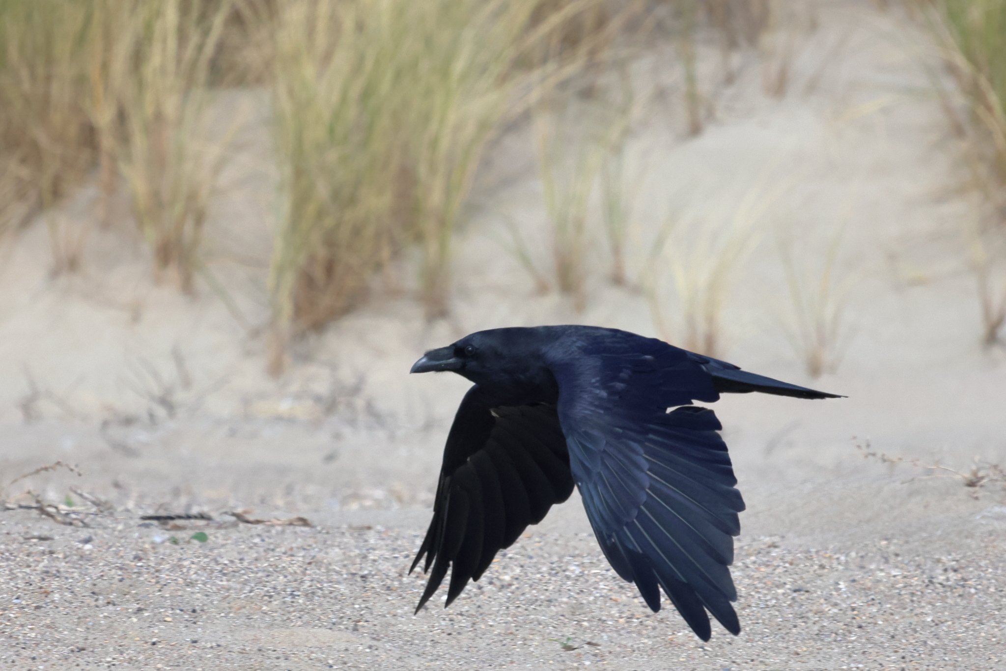 Common Raven