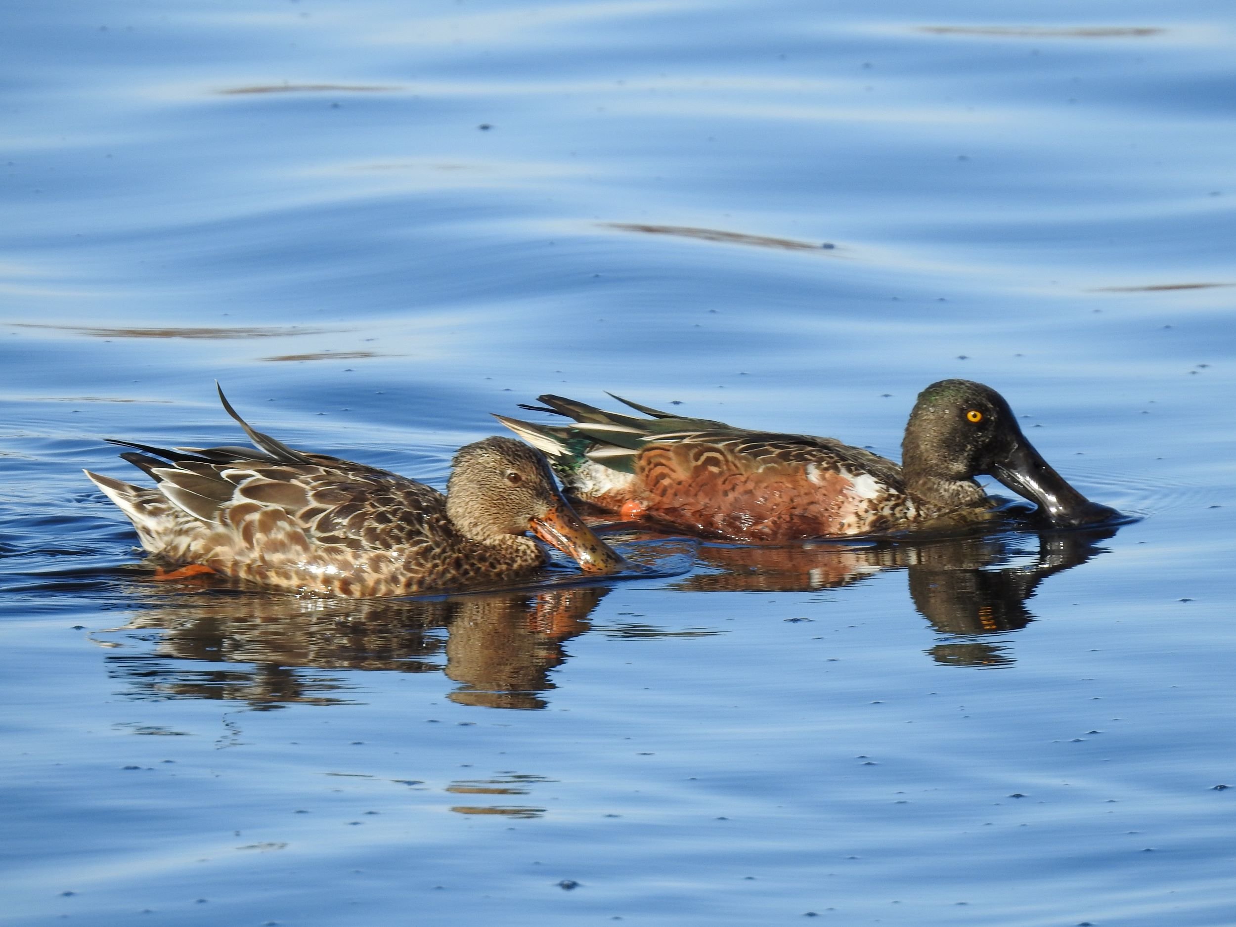 Northern Shoveler, Female and Male