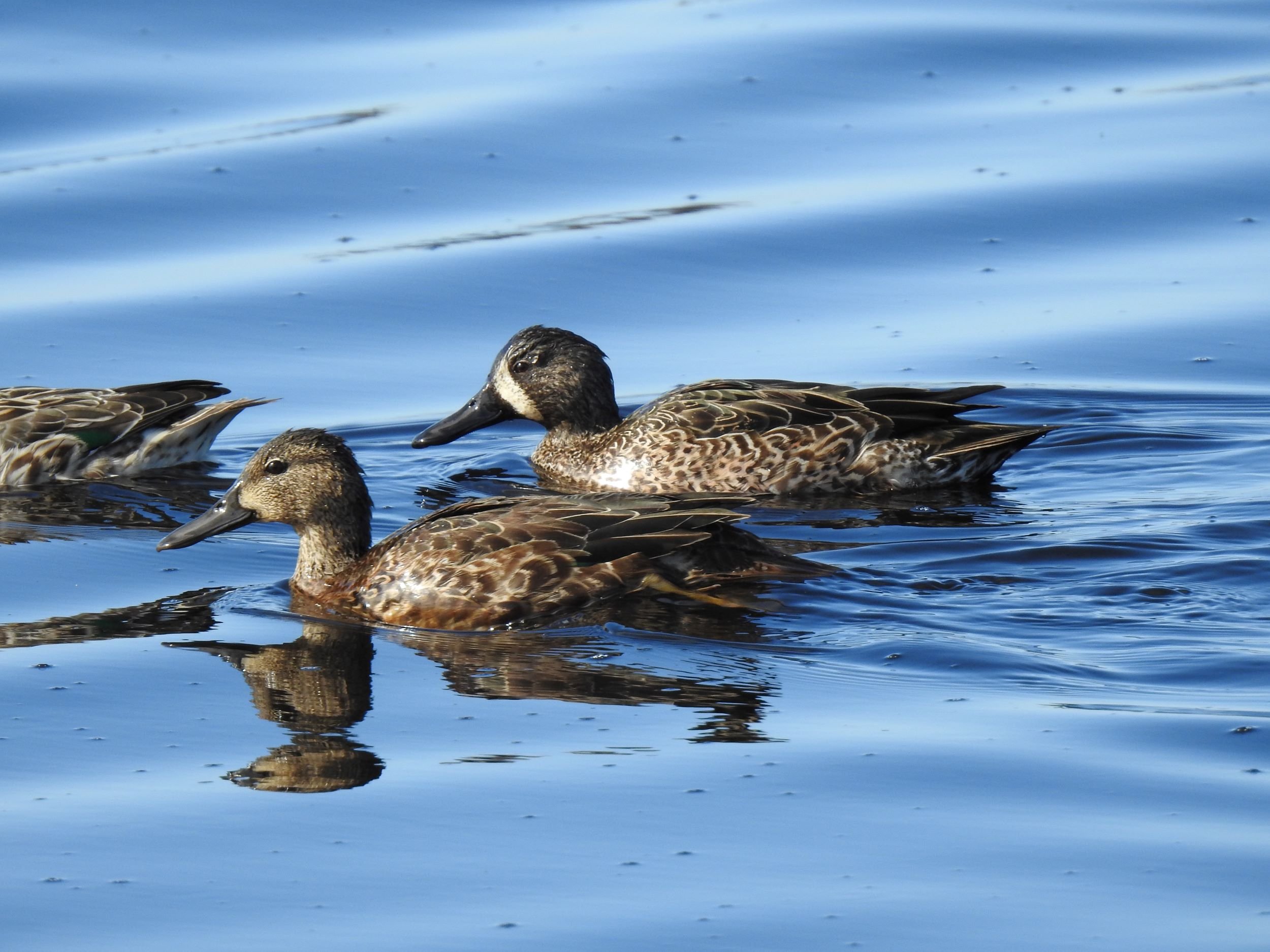 Blue-winged Teal, Female and Male