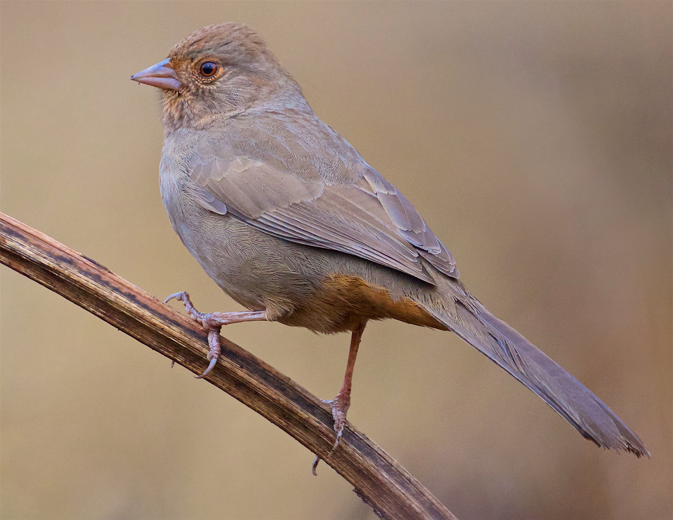 California Towhee