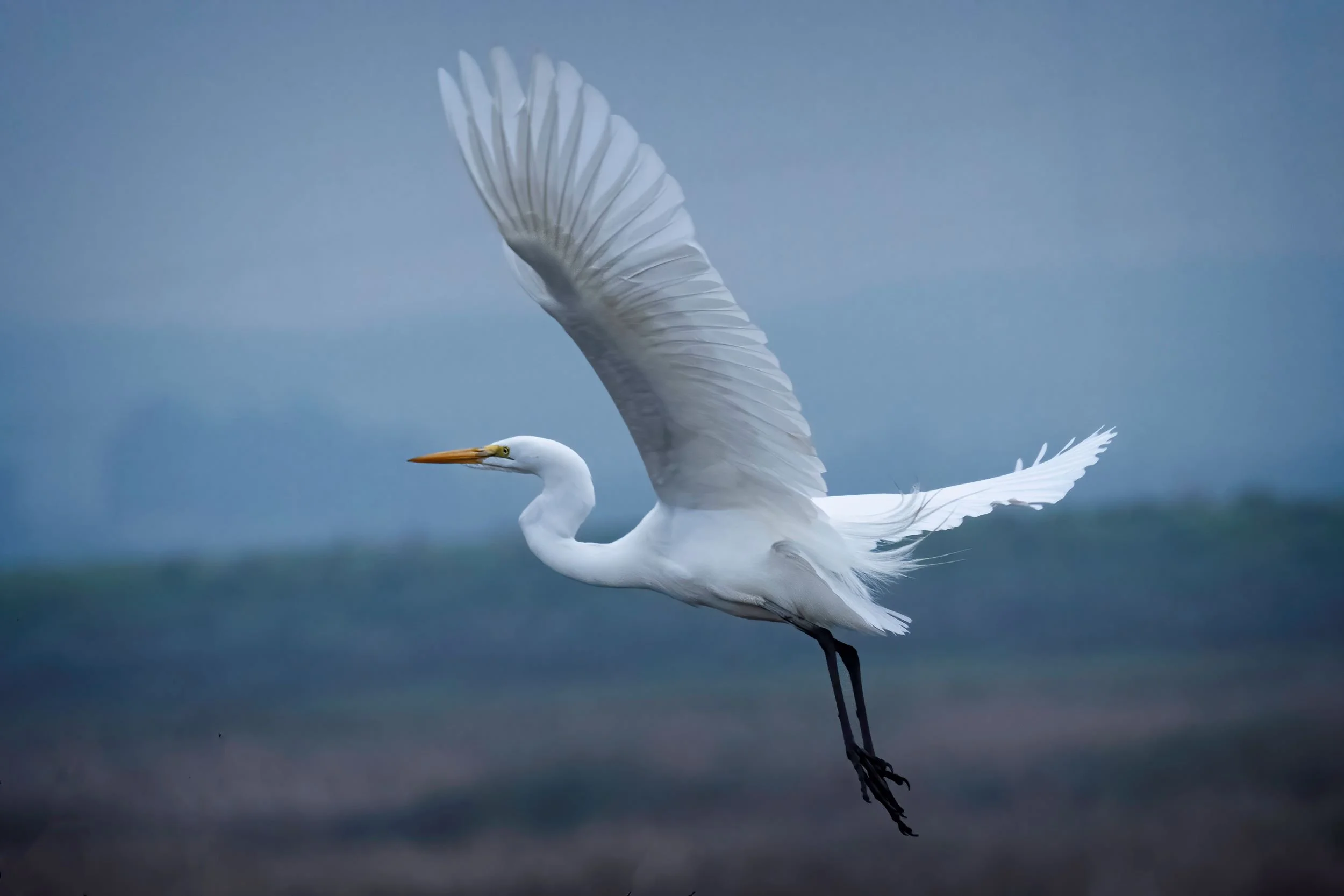 Meet The Great Egret Sacramento Audubon Society Meet The Great Egret Sacramento Audubon Society