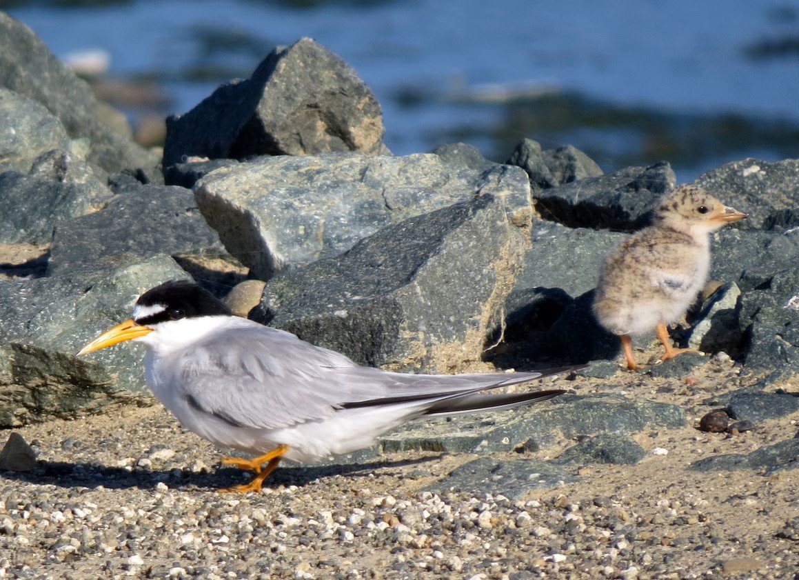 Least Tern with Chick