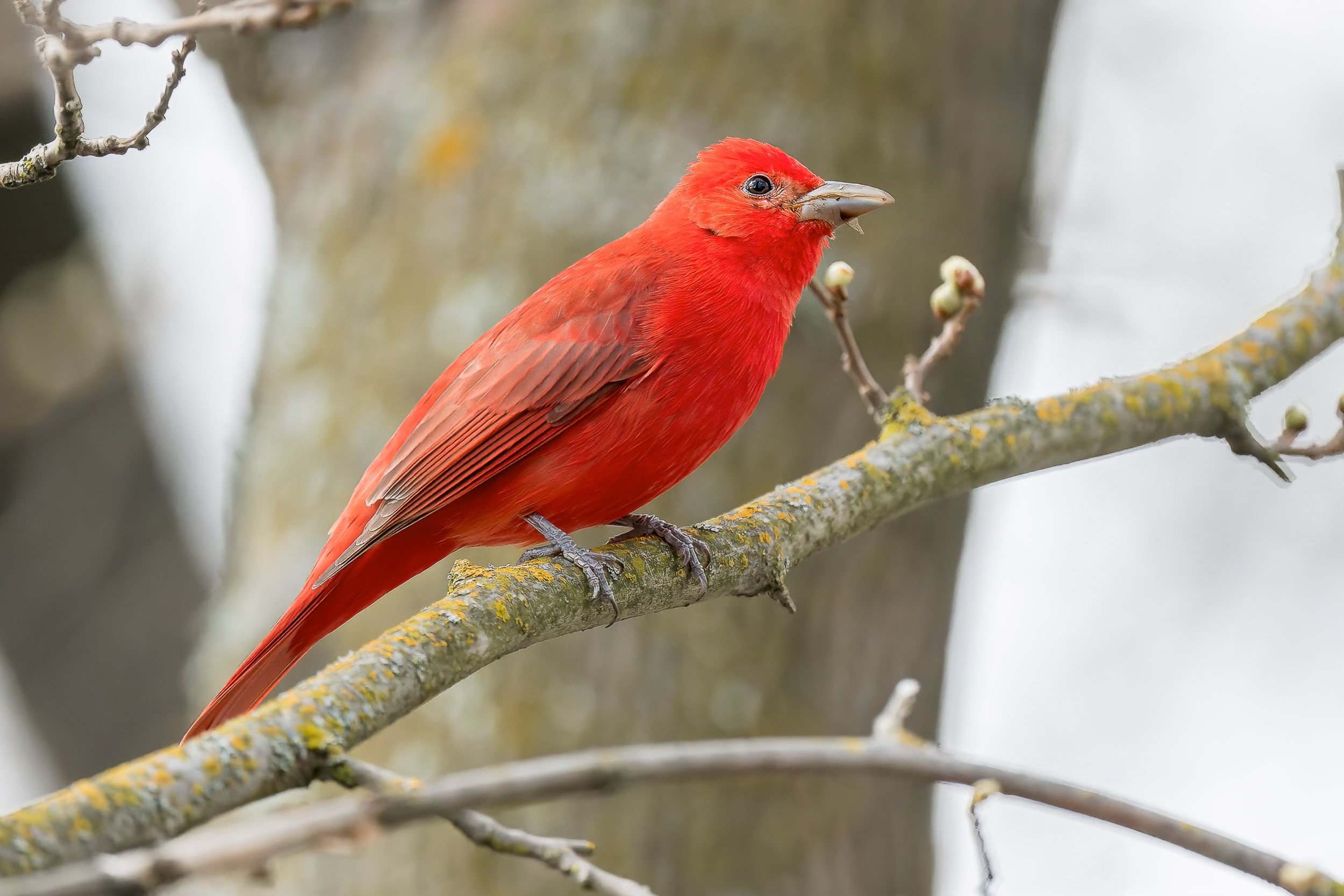 Summer Tanager, Male
