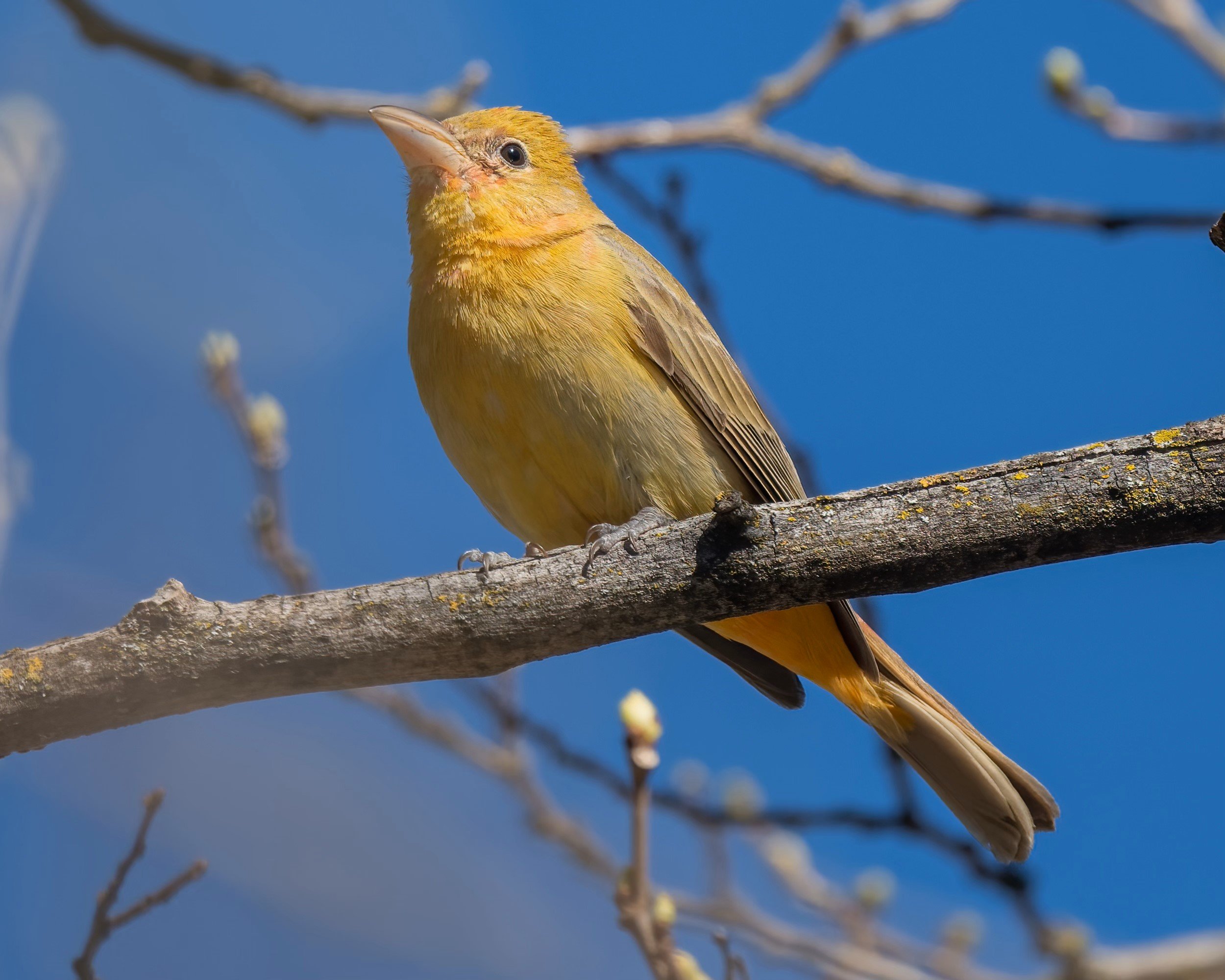 Summer Tanager, Female