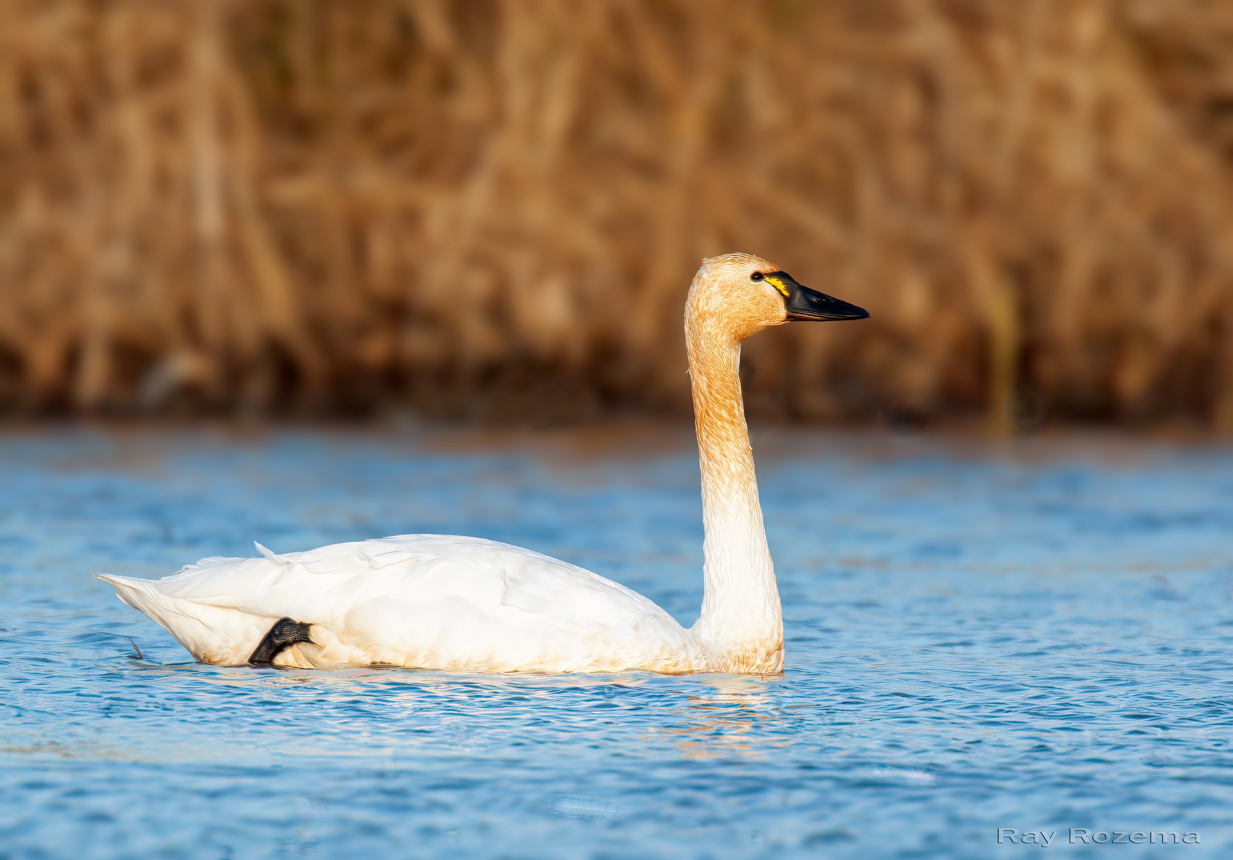 Tundra Swan