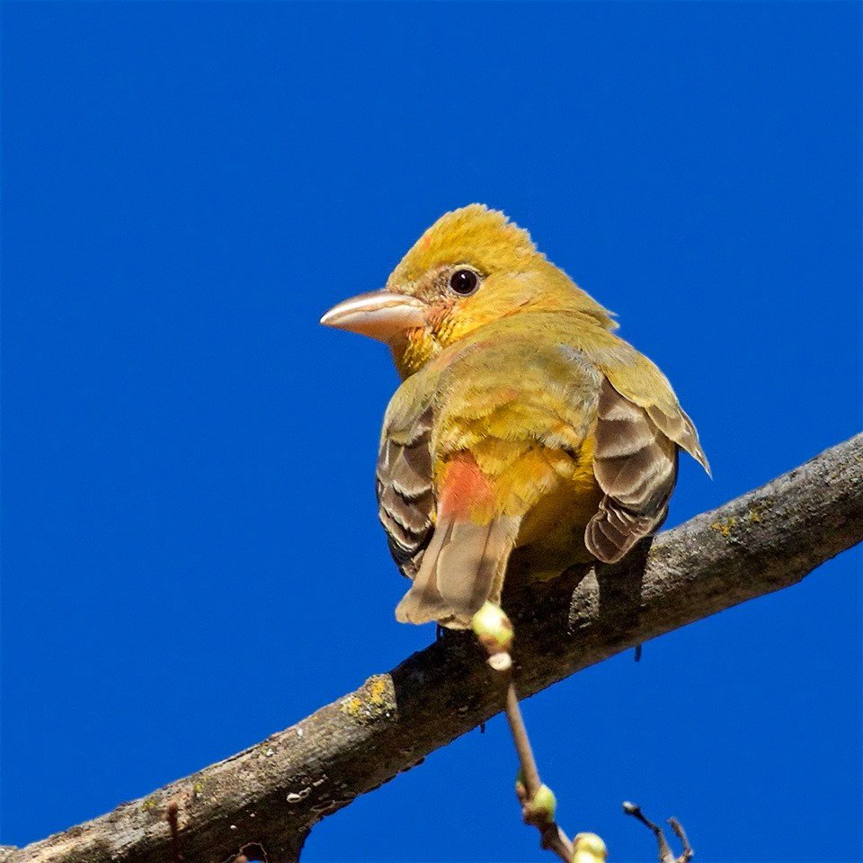 Summer Tanager, Subadult Male