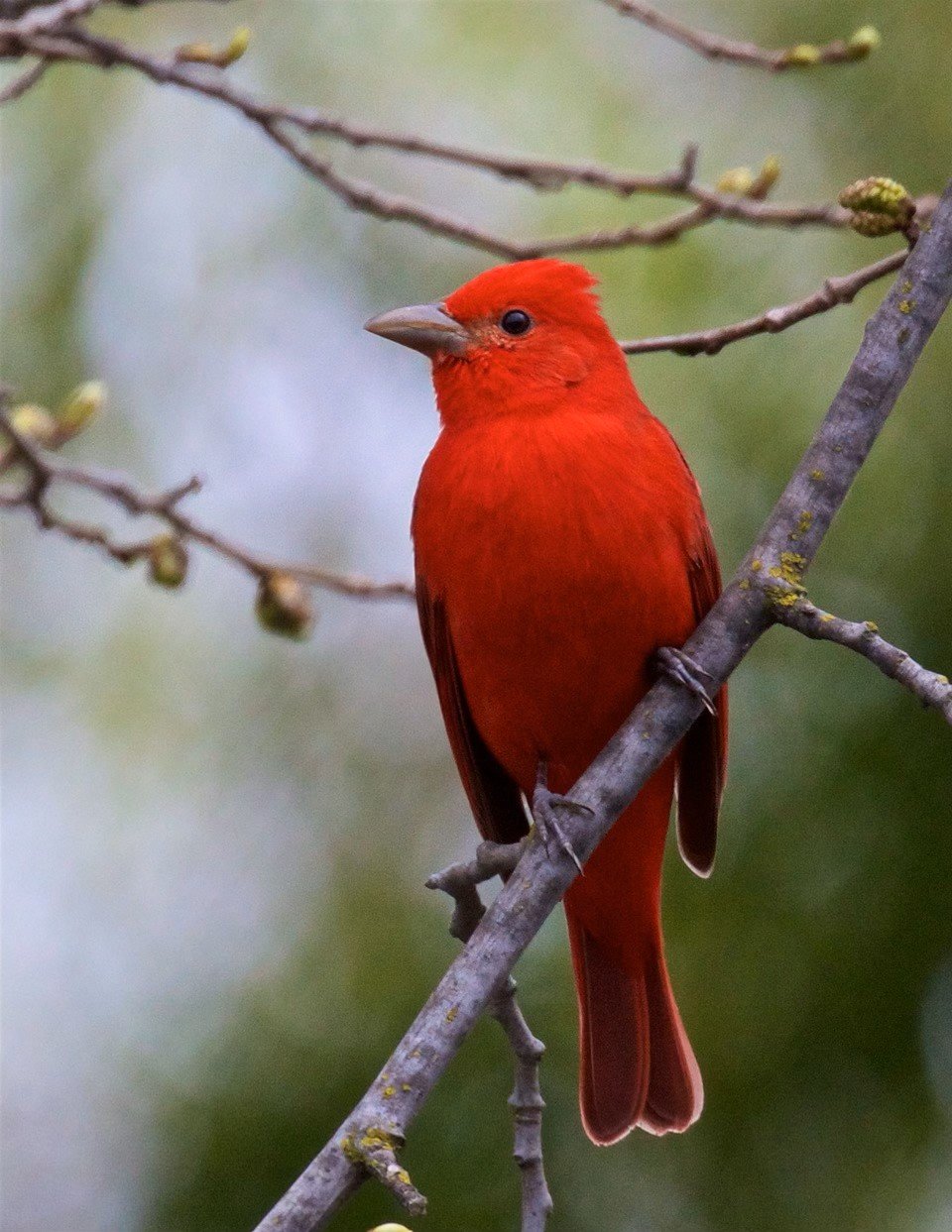 Summer Tanager, Adult Male