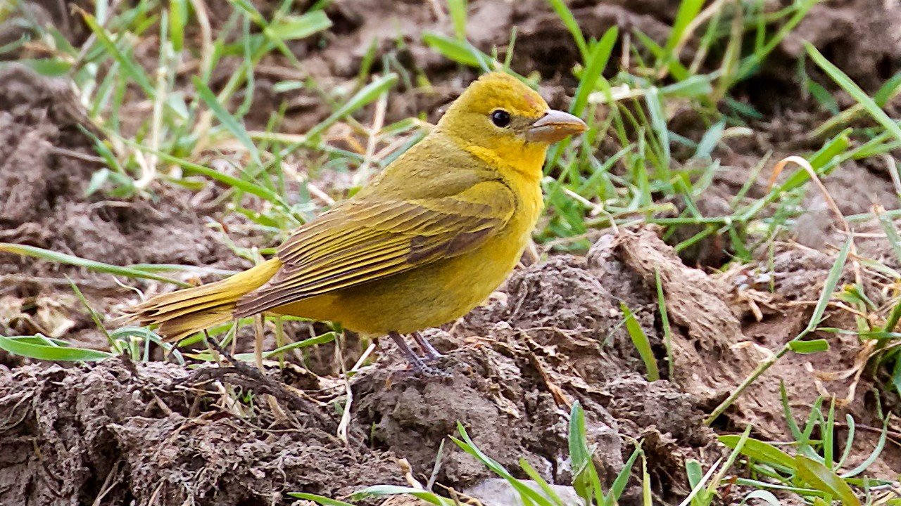 Summer Tanager, Adult Female
