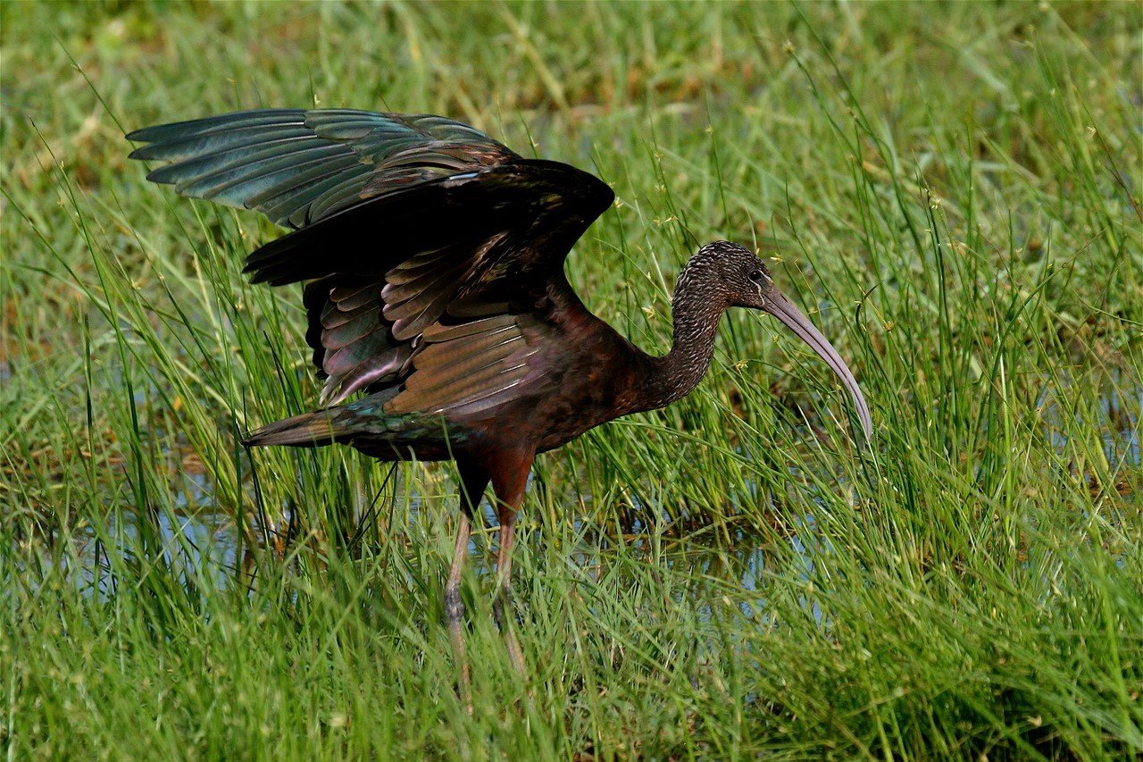 Glossy Ibis, Winter Adult