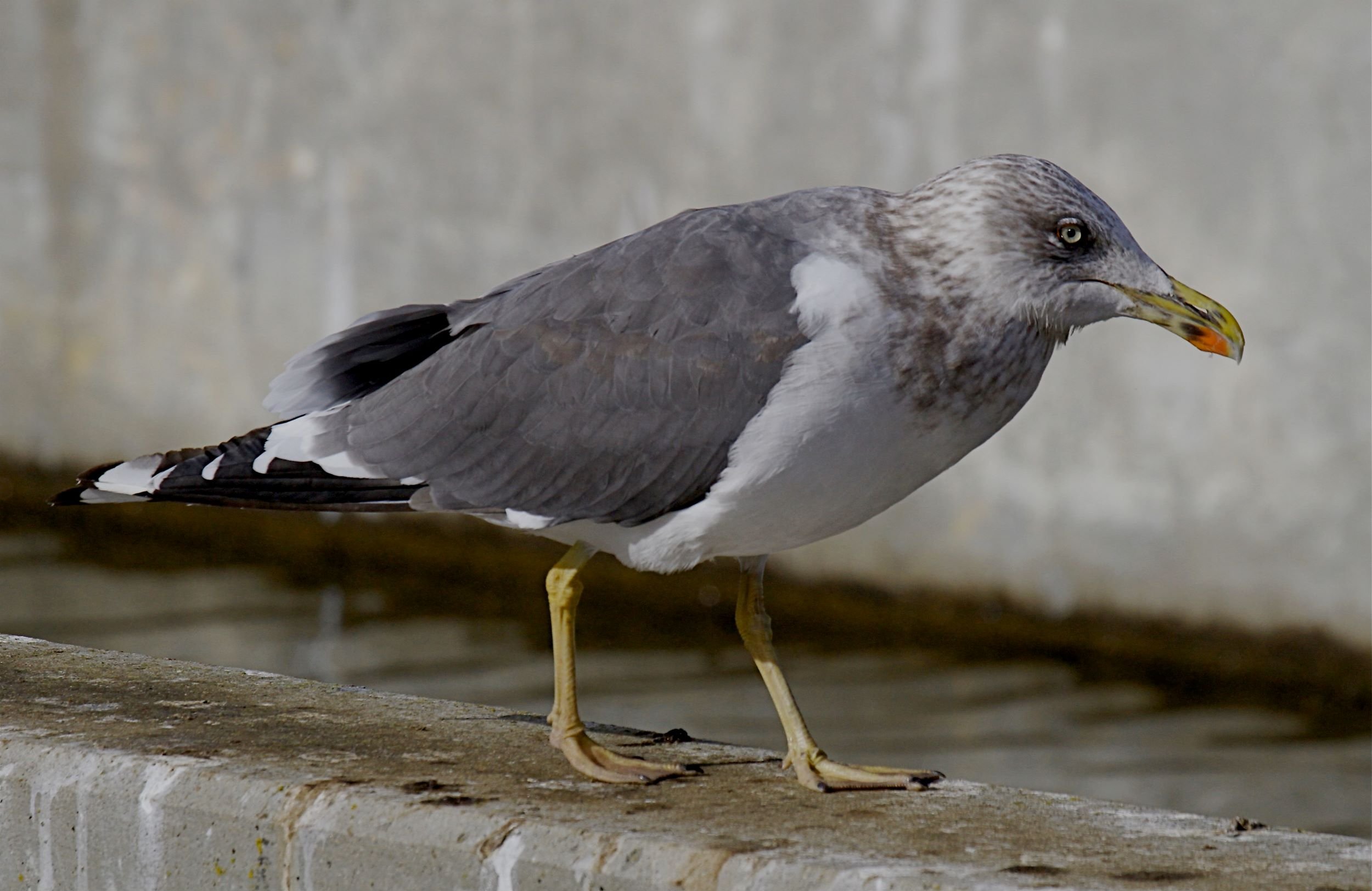 Lesser Black-backed Gull, Winter Basic Adult