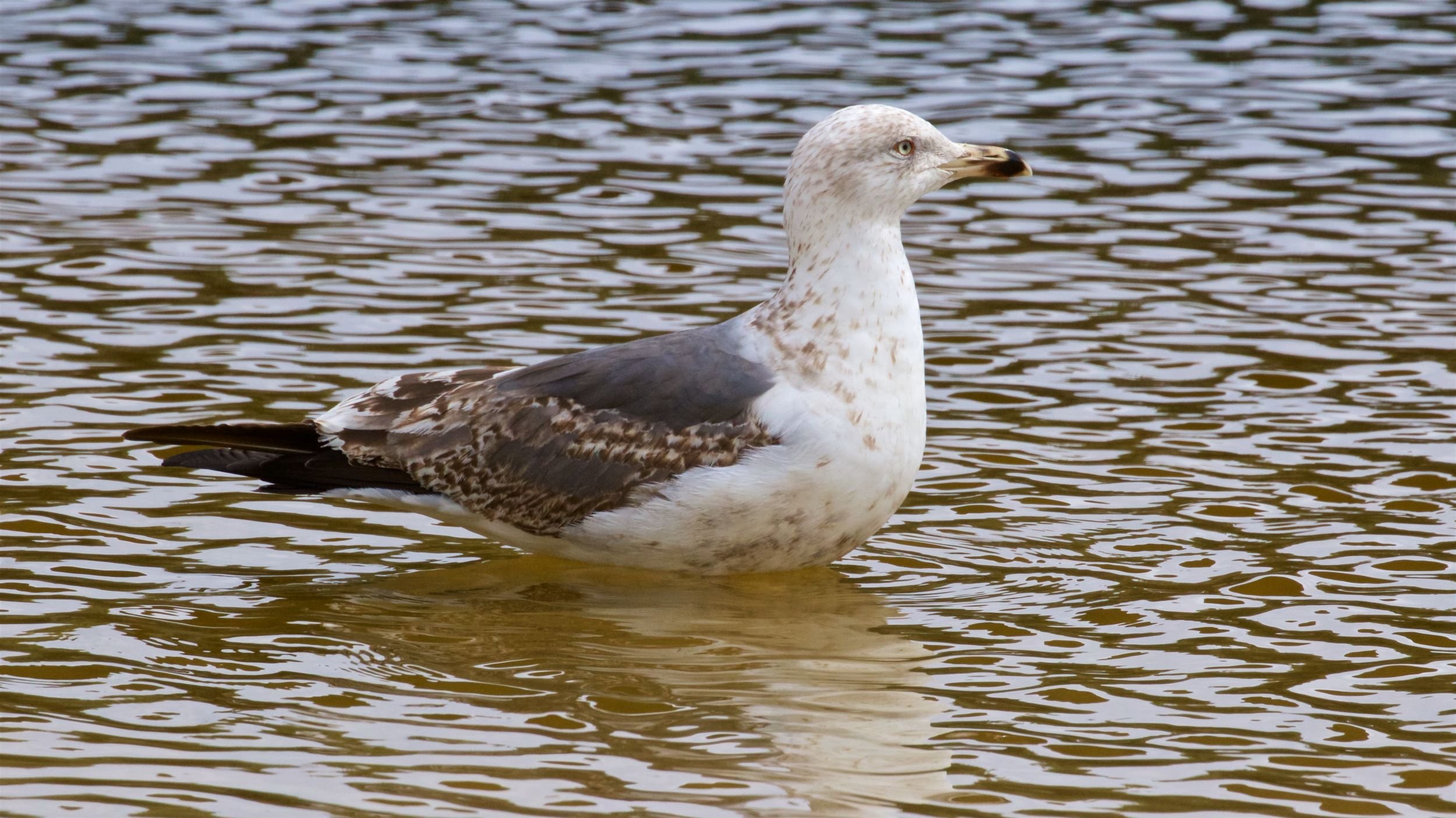 Lesser Black-backed Gull, 2nd Cycle