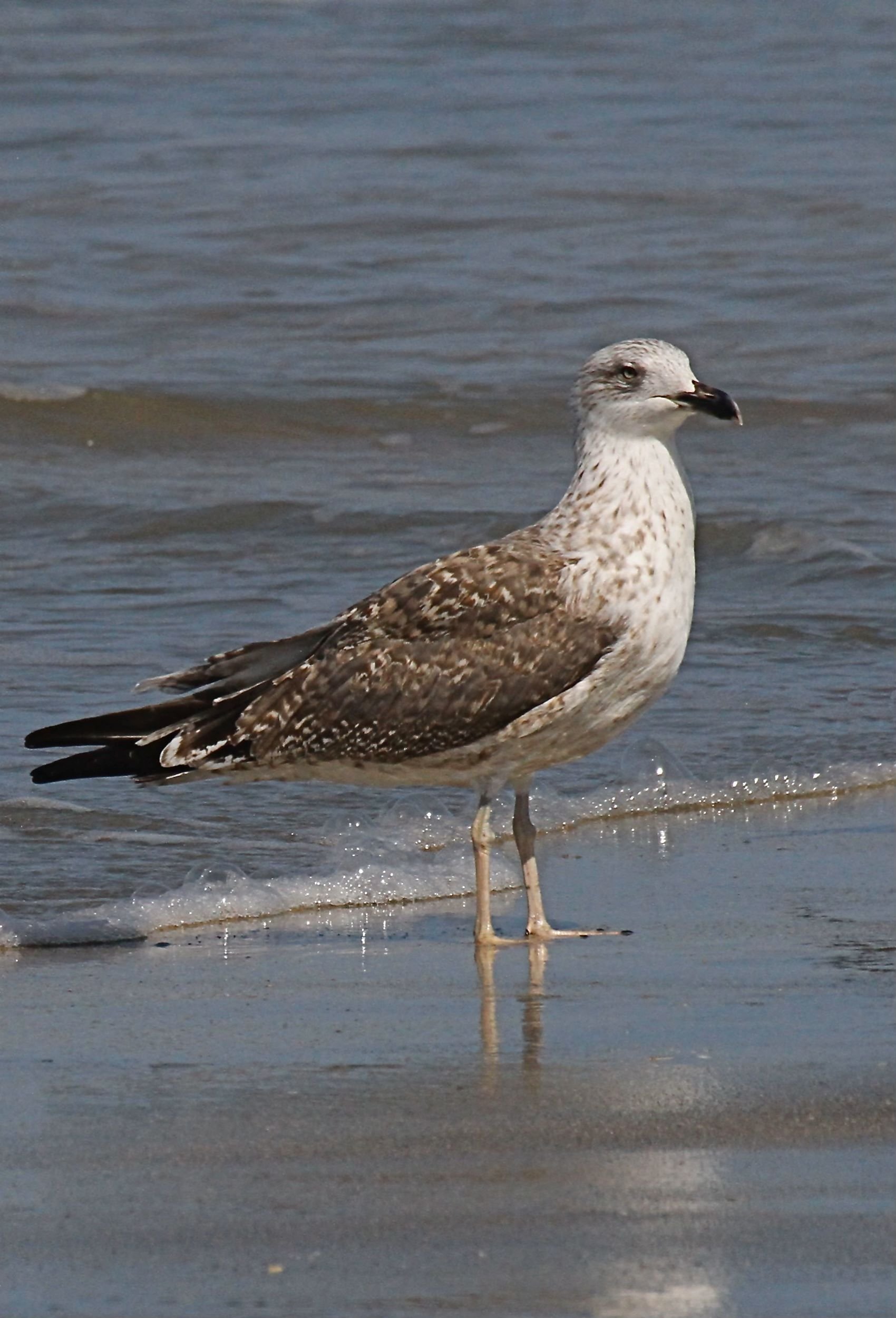 Lesser Black-backed Gull, 1st Cycle