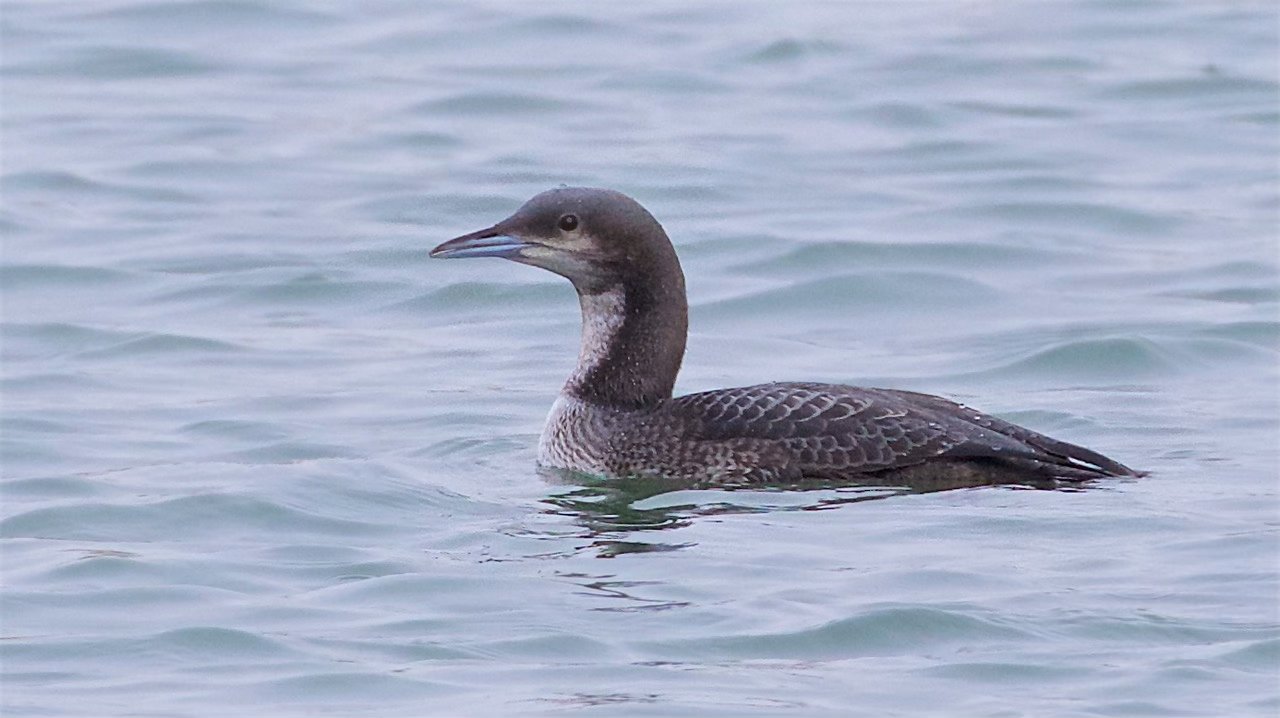 Pacific Loon, Juvenile