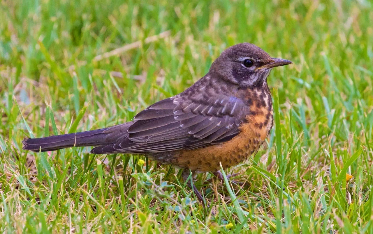 Meet the American Robin β Sacramento Audubon Society