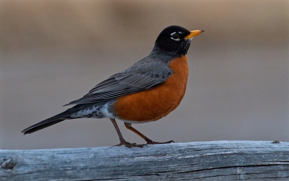 Usa Robin