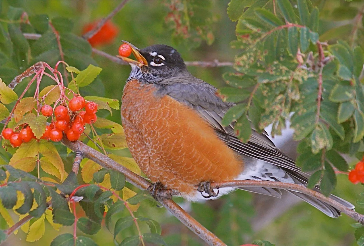 Meet the American Robin — Sacramento Audubon Society