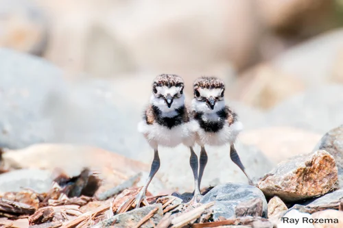 How to Create Killdeer Bird Nesting Habitat: Ultimate Guide to Success