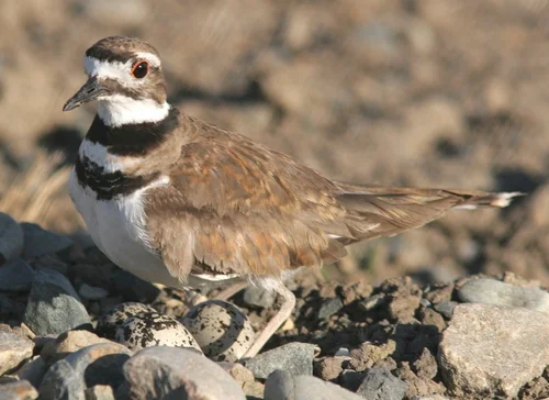 How to Create Killdeer Bird Nesting Habitat: Ultimate Guide to Success