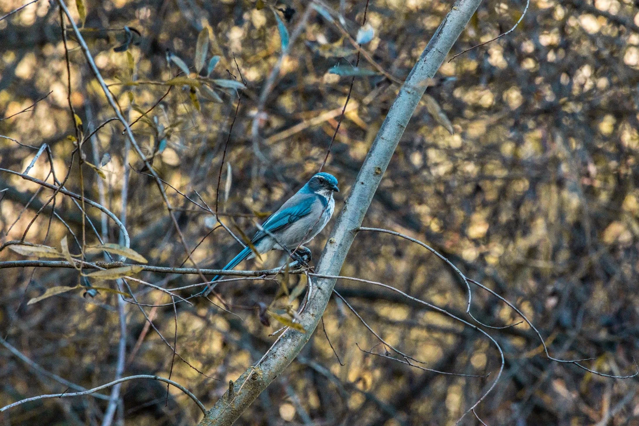 California Scrub Jay