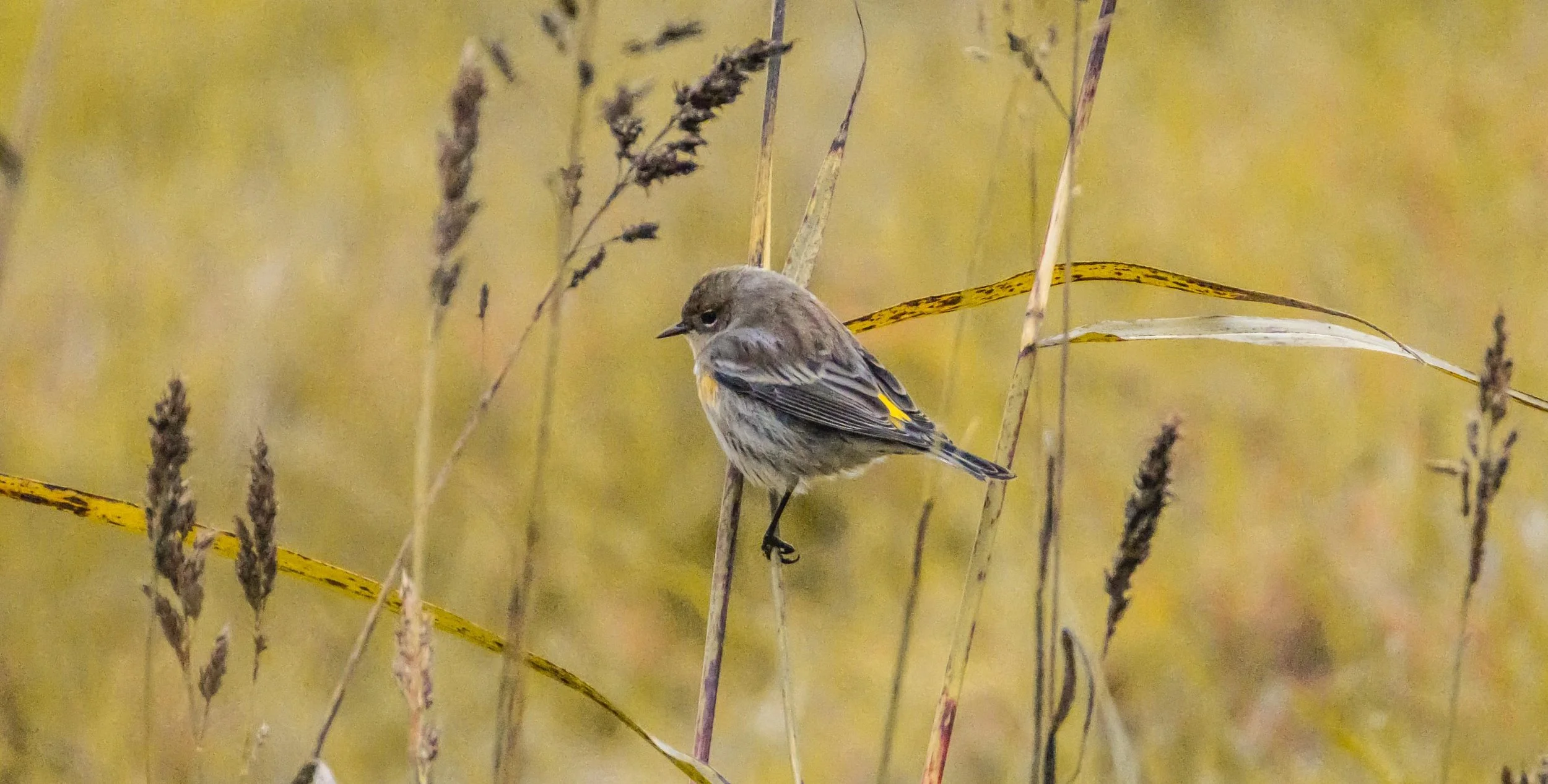 Yellow-rumped Warbler